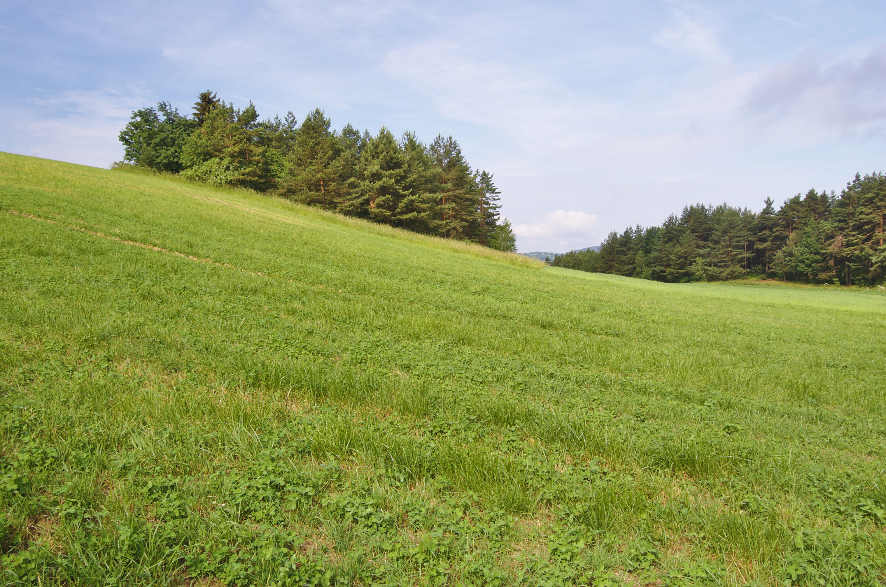 A wide view of a sloping green meadow meeting the edge of a coniferous and deciduous forest under a bright sky.