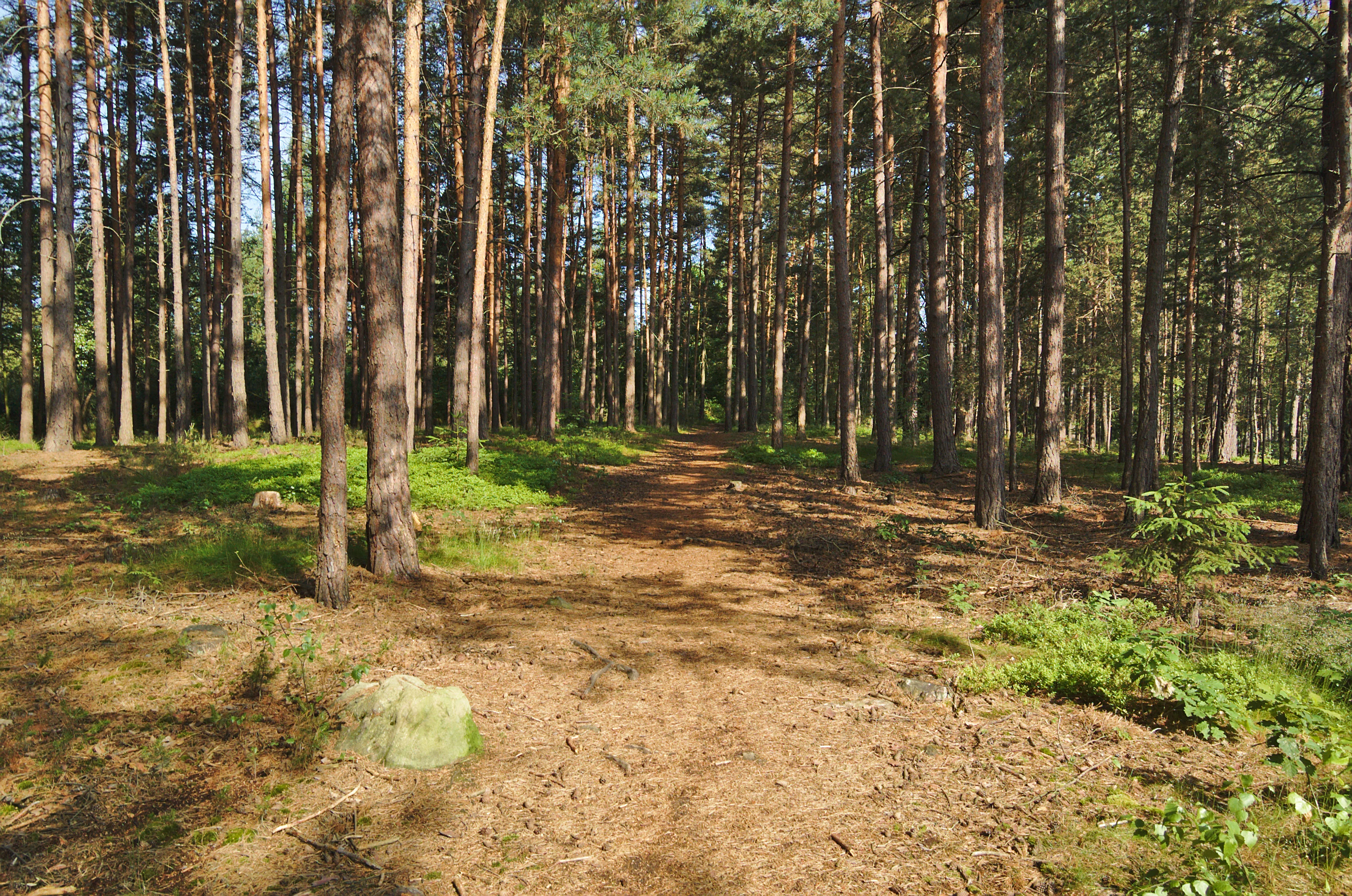 A dirt path leading into a dense, sunlit pine forest with scattered rocks and green undergrowth on the ground.