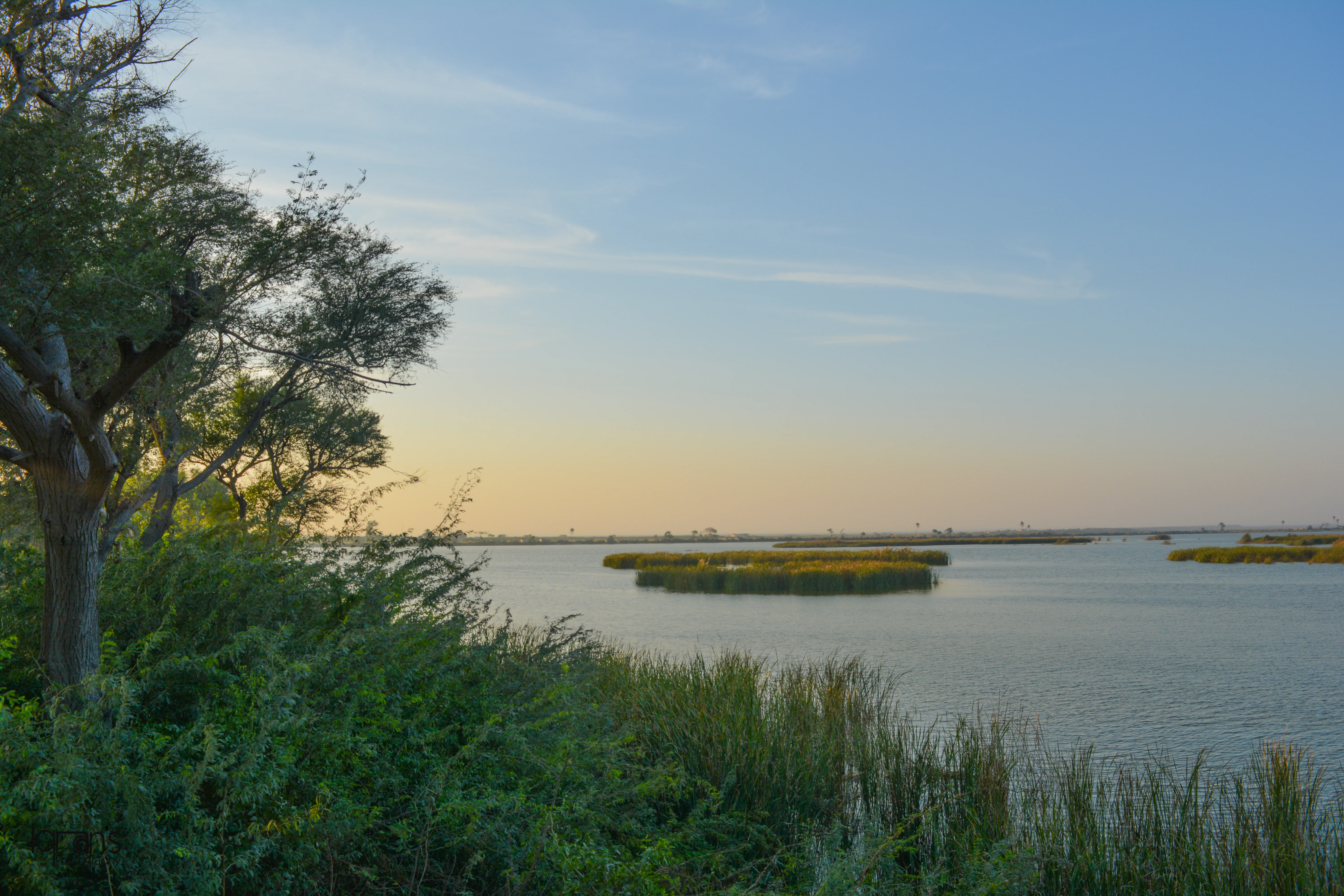 A wide landscape view of a calm lake with floating islands of vegetation, framed by green bushes and a tree on the left, under a clear sky with a soft horizon glow.