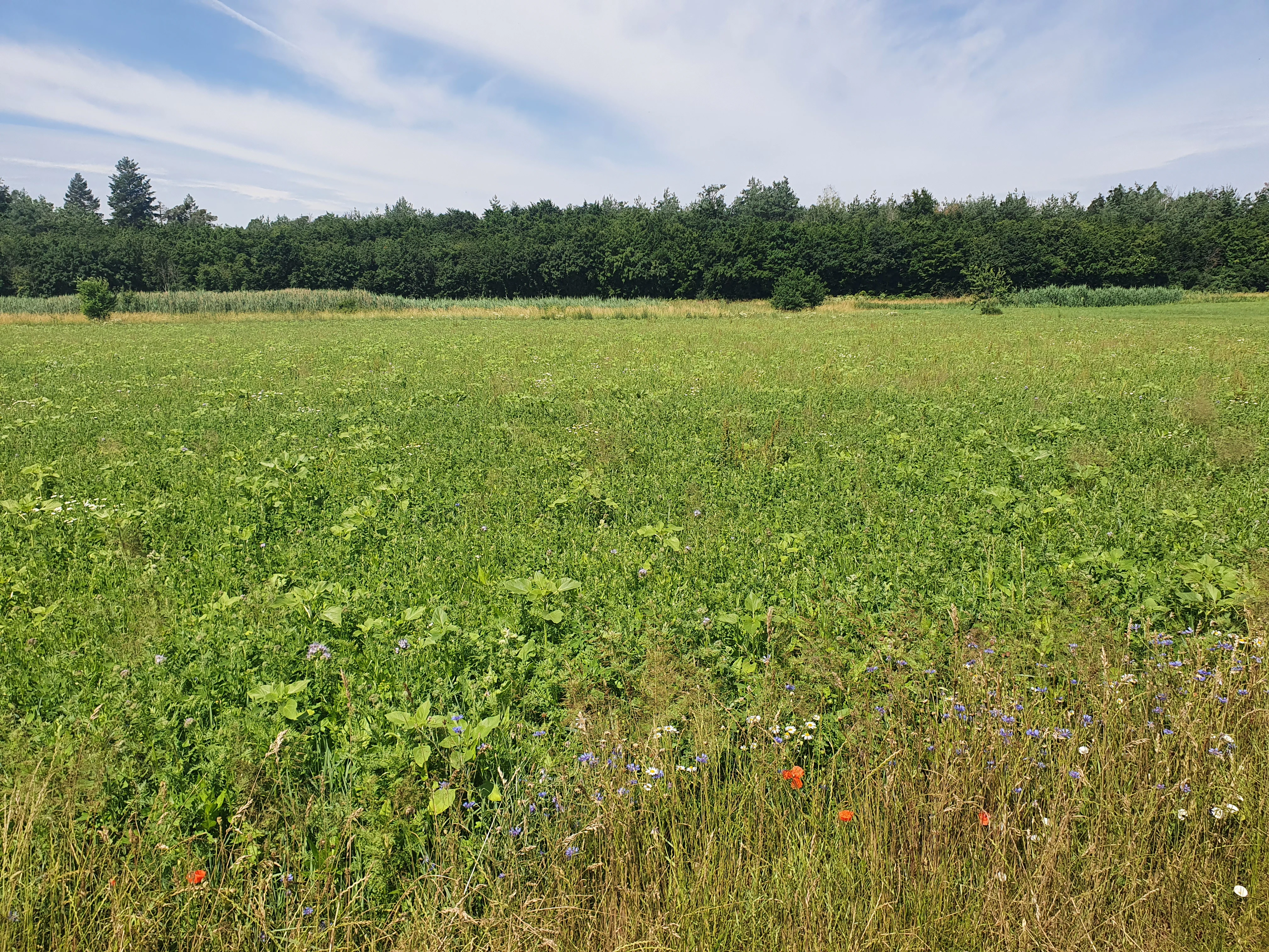 A wide view of a grassy meadow featuring wildflowers in the foreground and a dense line of trees in the background under a partly cloudy sky.