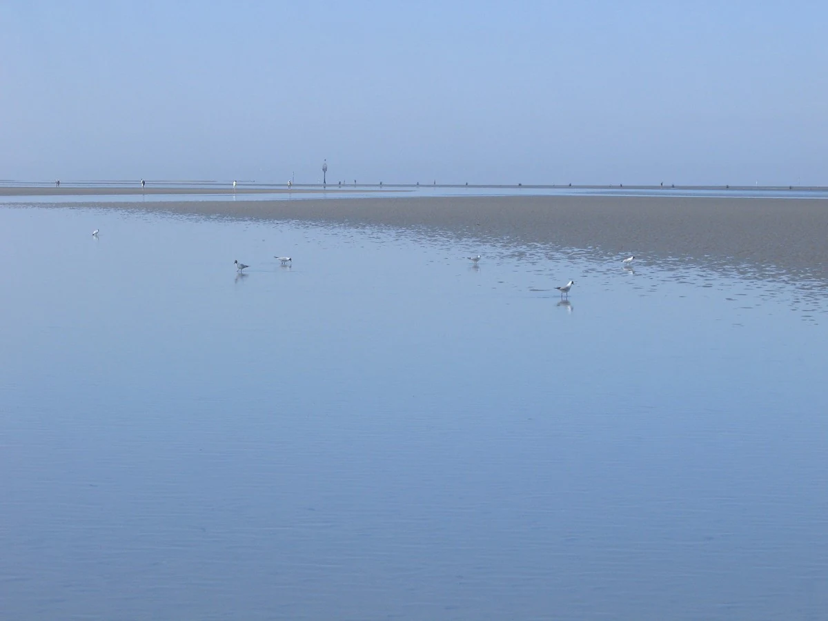 Tidal flats with birds in the Hamburg Wadden Sea National Park