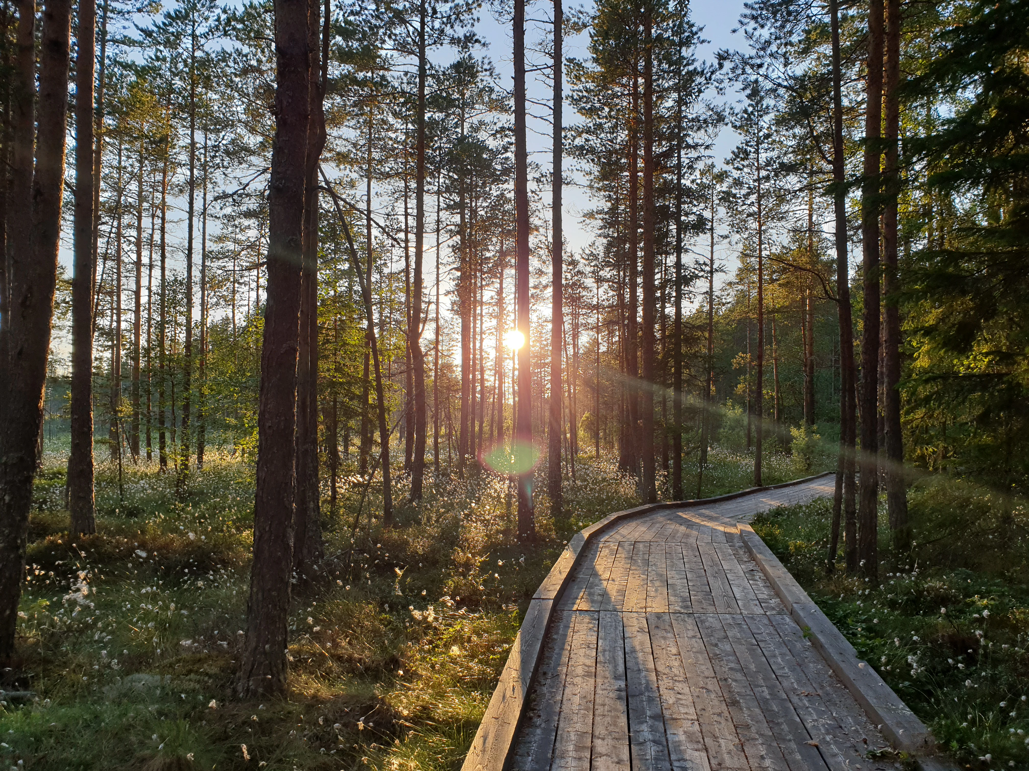 Wooden boardwalk trail winding through a forest with tall pine trees, sunlight filtering through the canopy, and a grassy undergrowth