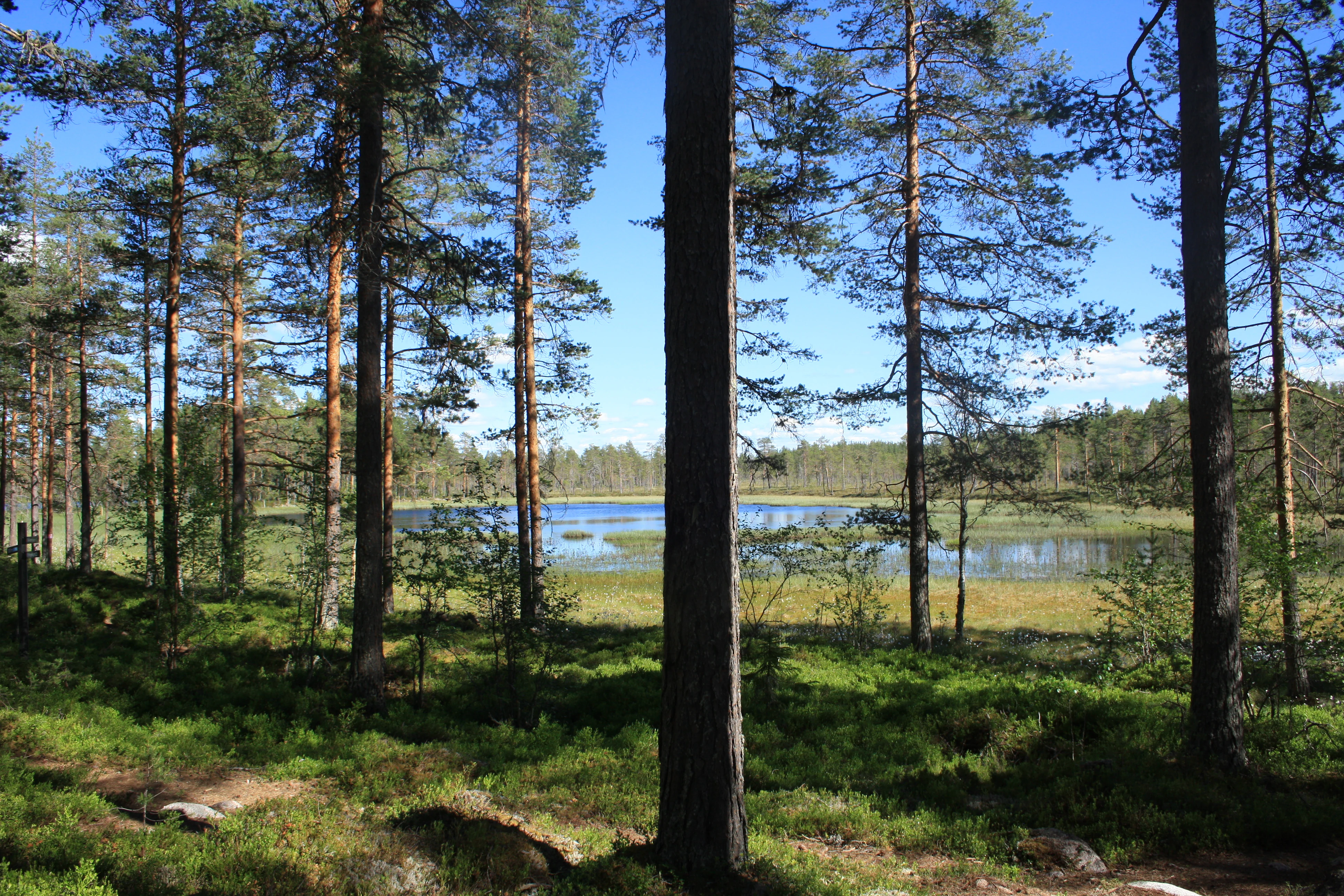 Tall pine trees with a lake visible through the forest