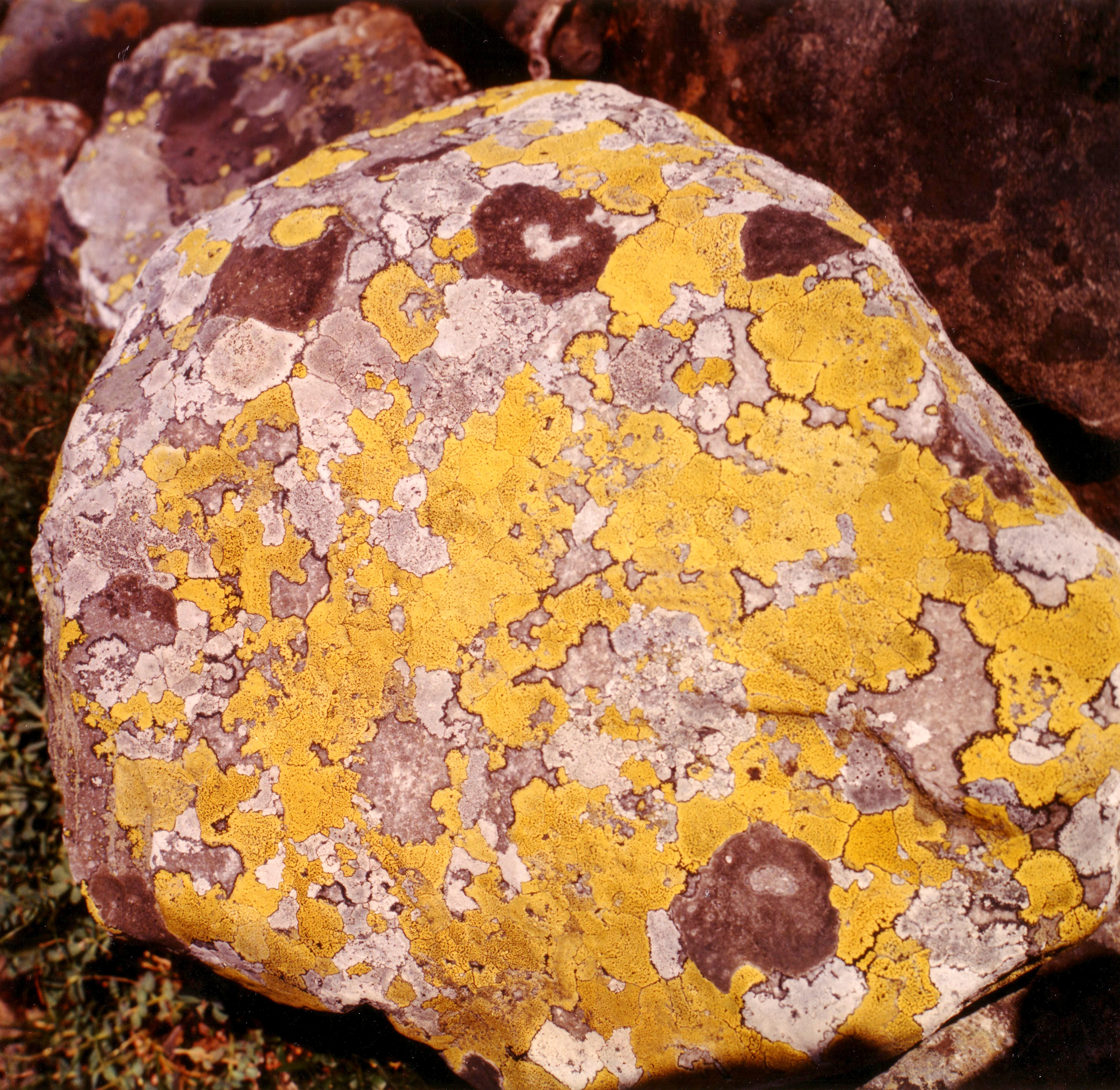 Close-up view of yellow and brown lichen growing on a rock with green moss in the background