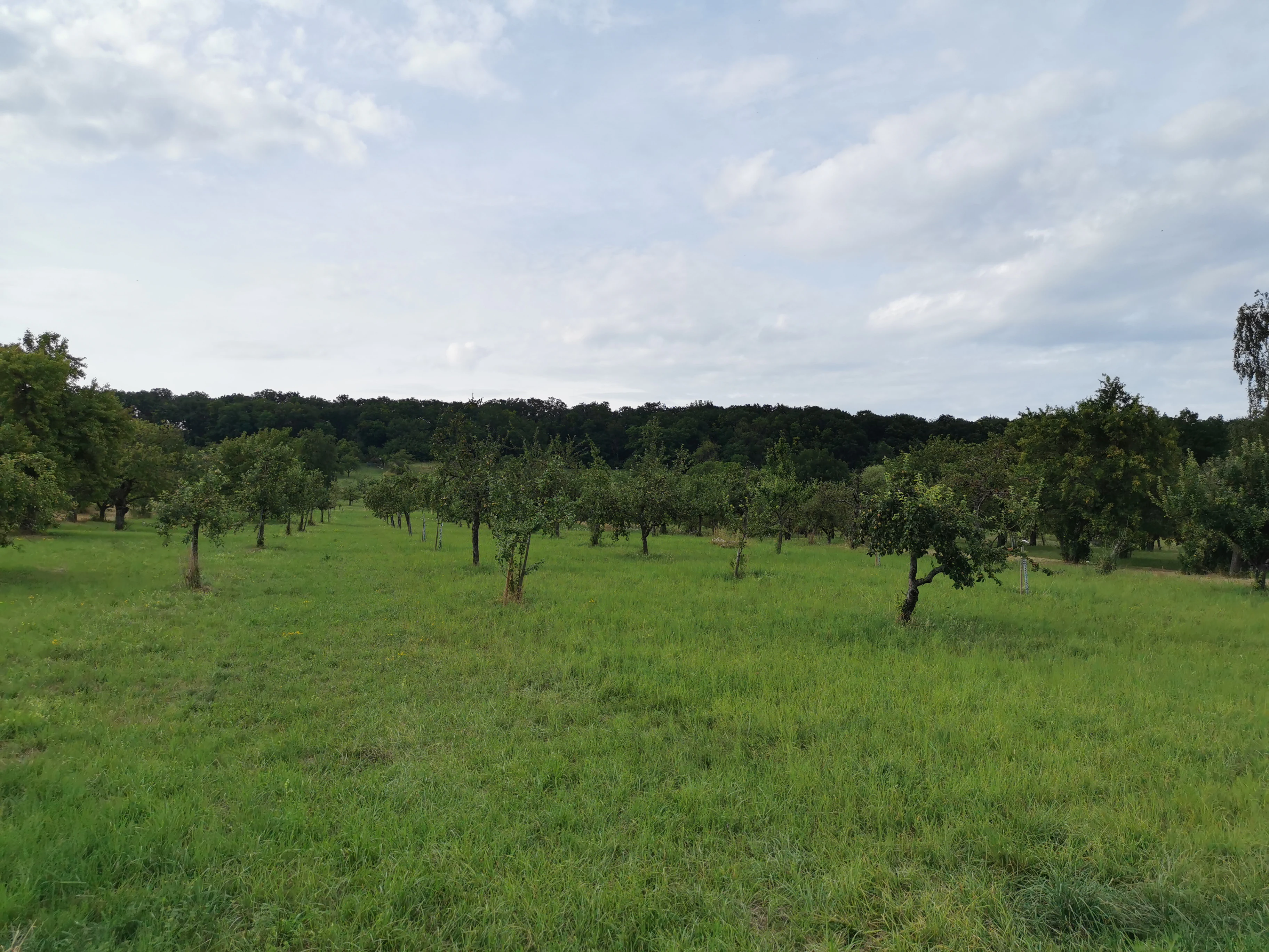 A view of a grassy meadow with scattered fruit trees leading toward a dense line of forest under a cloudy sky.