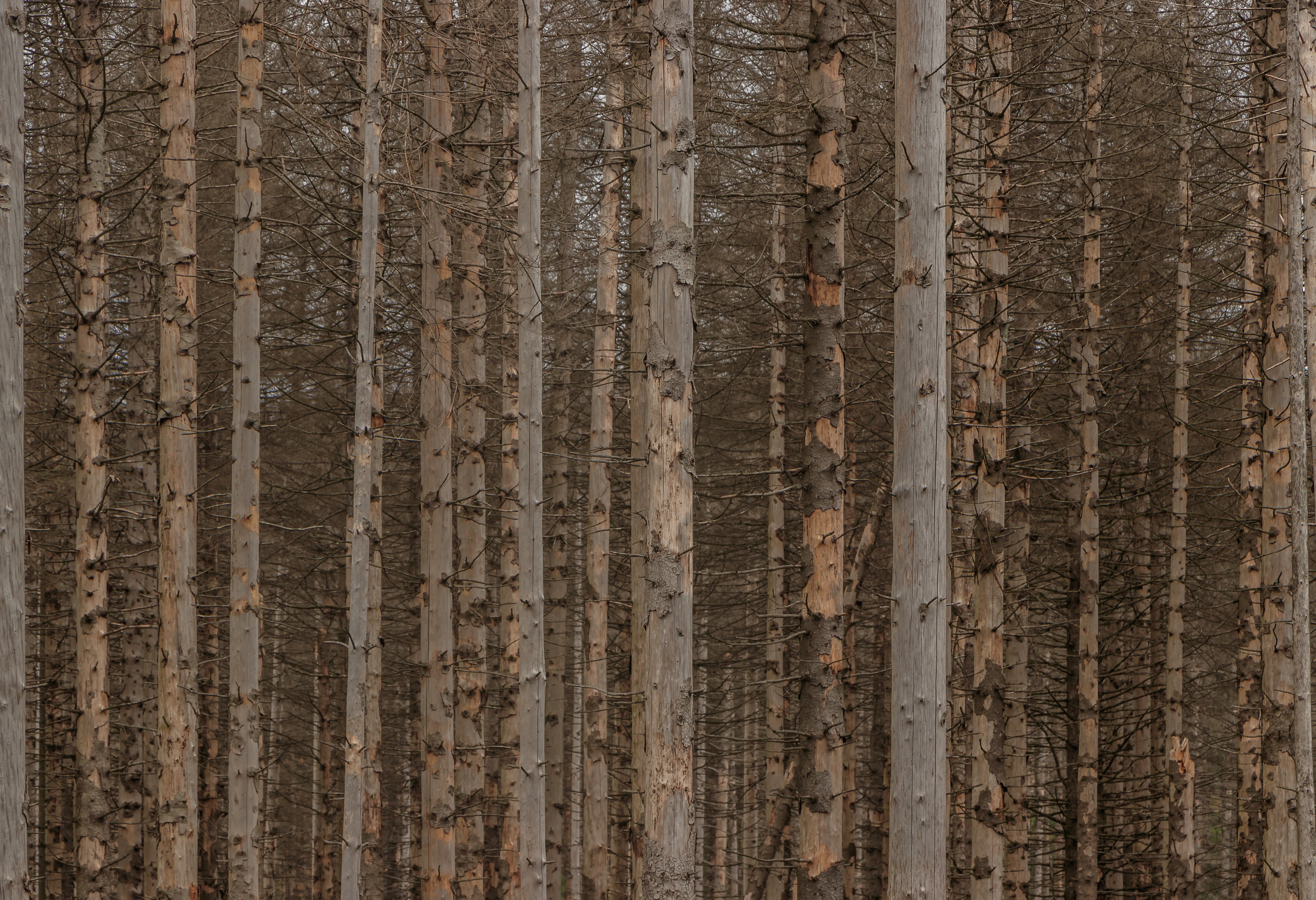 Tall dead spruce trees with brown and gray trunks in a dense forest
