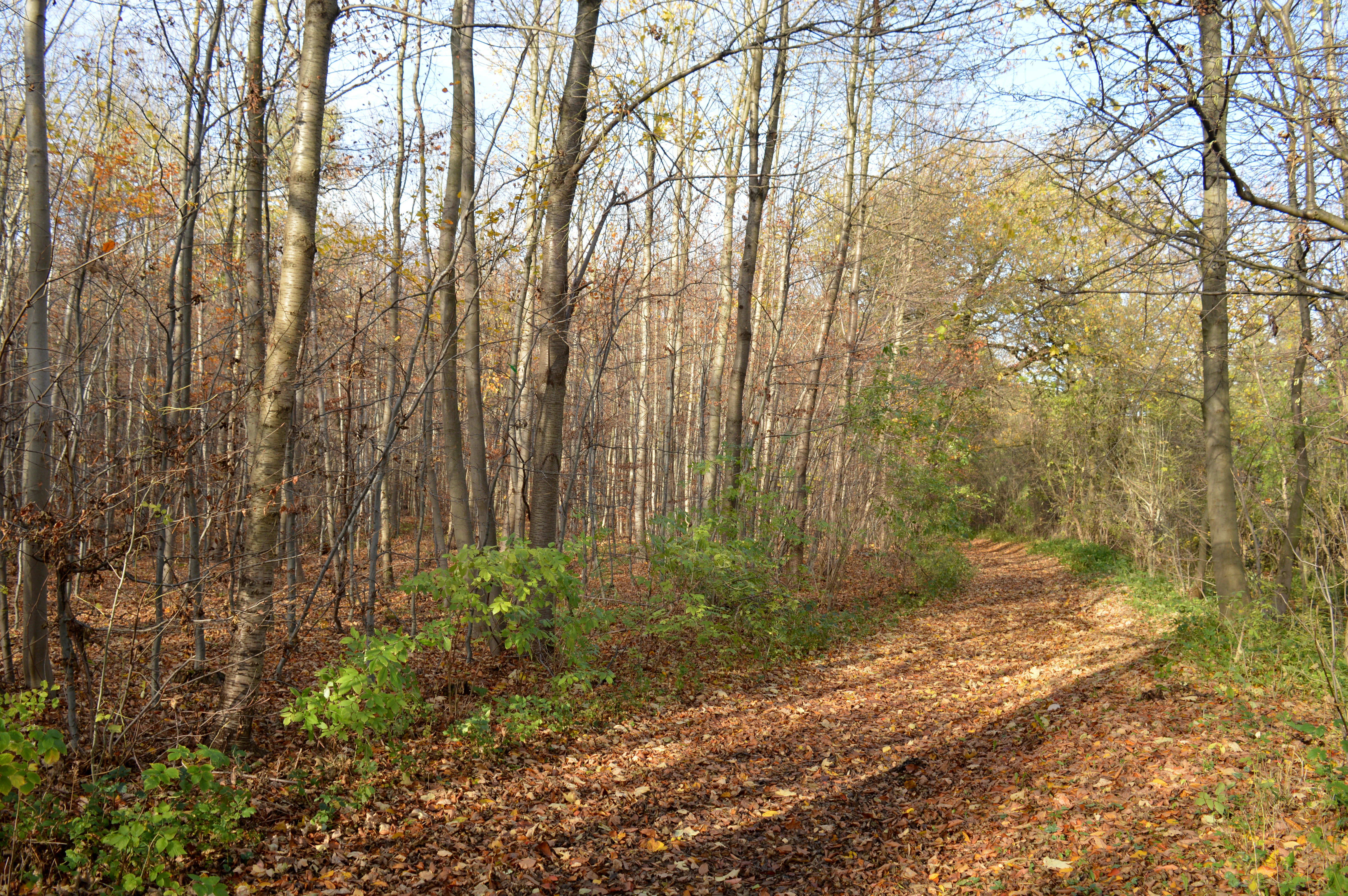 A dirt forest path covered in fallen autumn leaves, leading through a deciduous forest with thin trees and scattered green undergrowth.