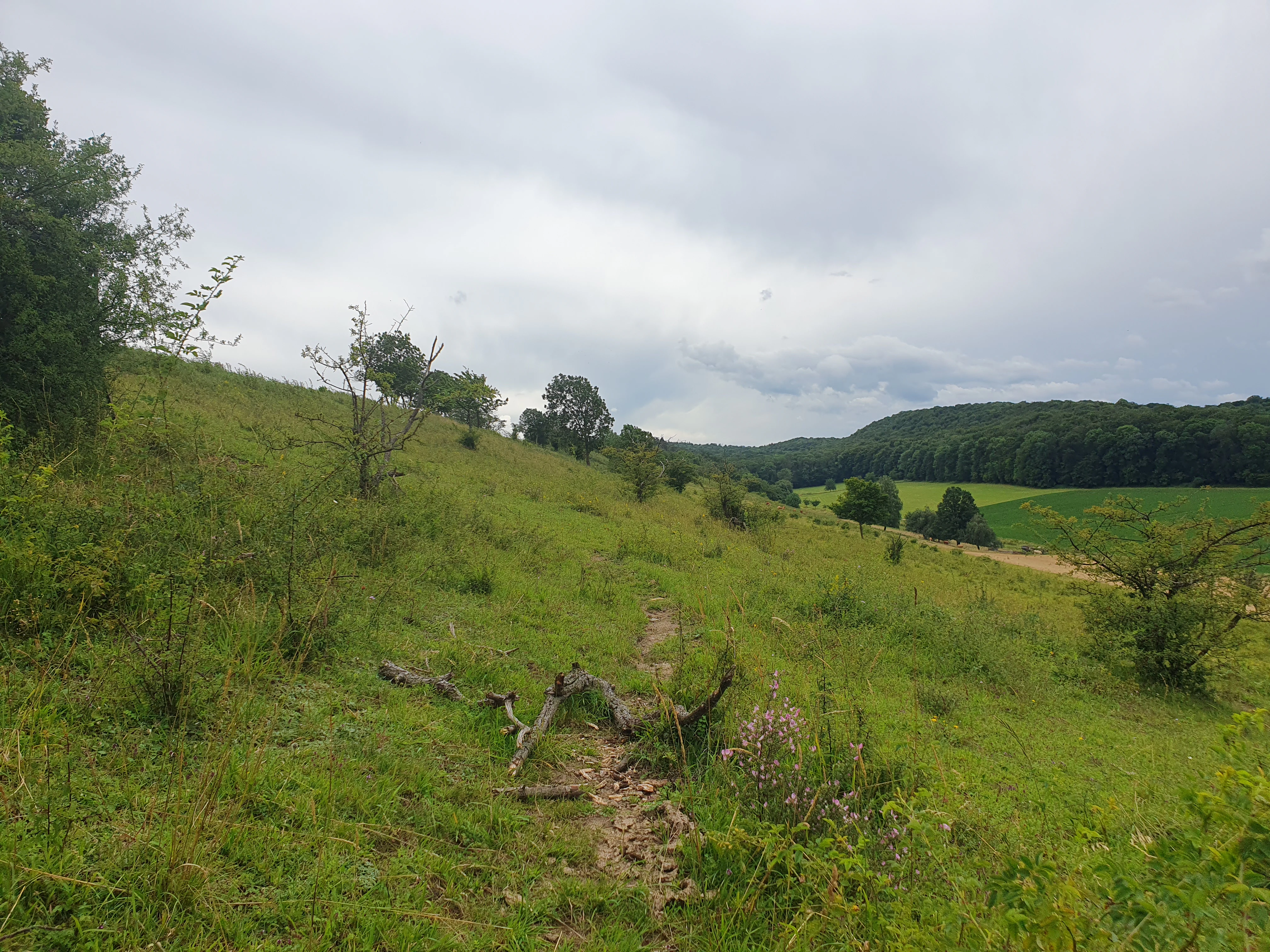 A landscape view of a grassy hillside slope under an overcast sky with a forest visible in the background.