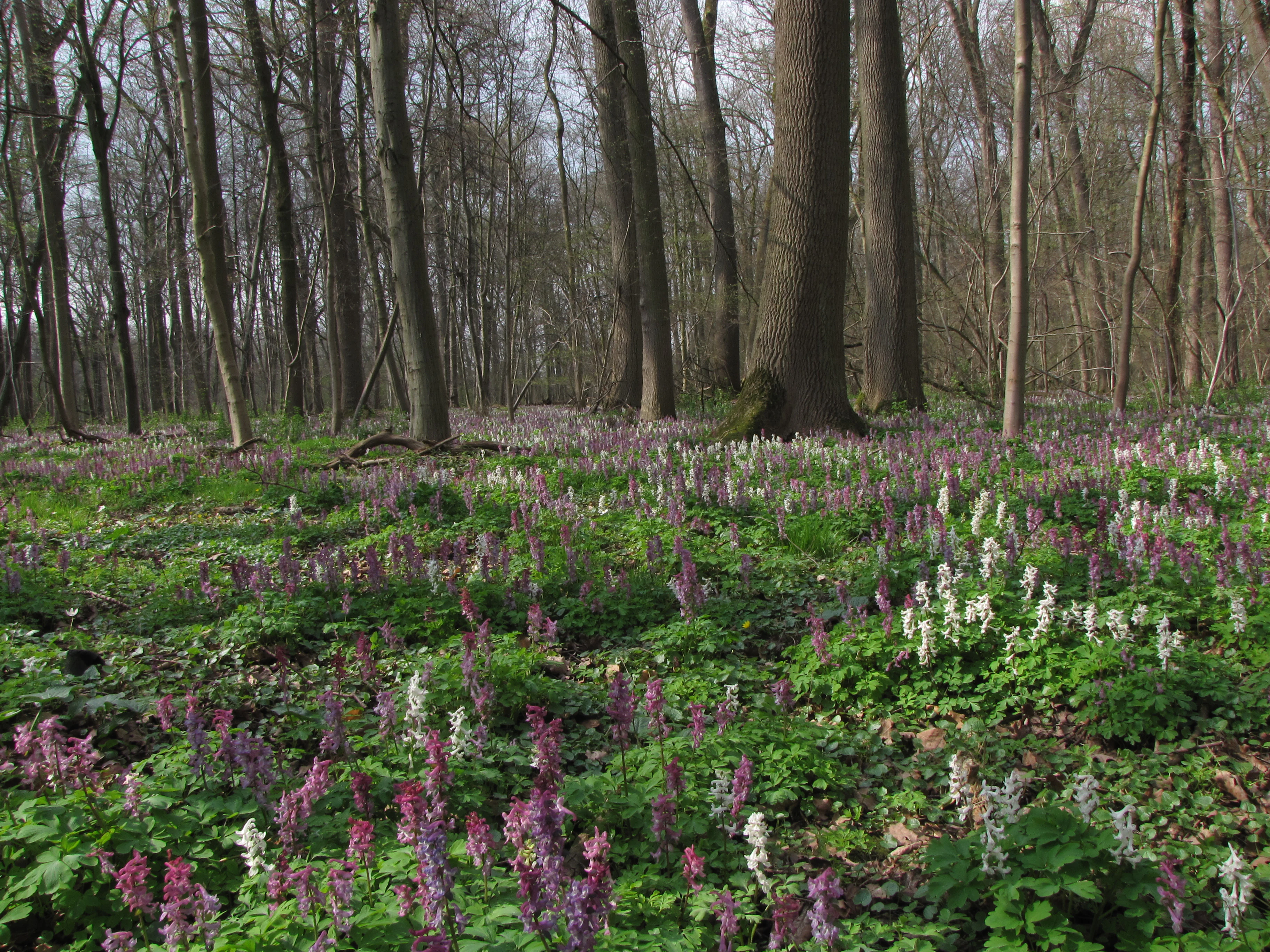 A forest floor covered in purple and white corydalis flowers beneath tall deciduous trees.