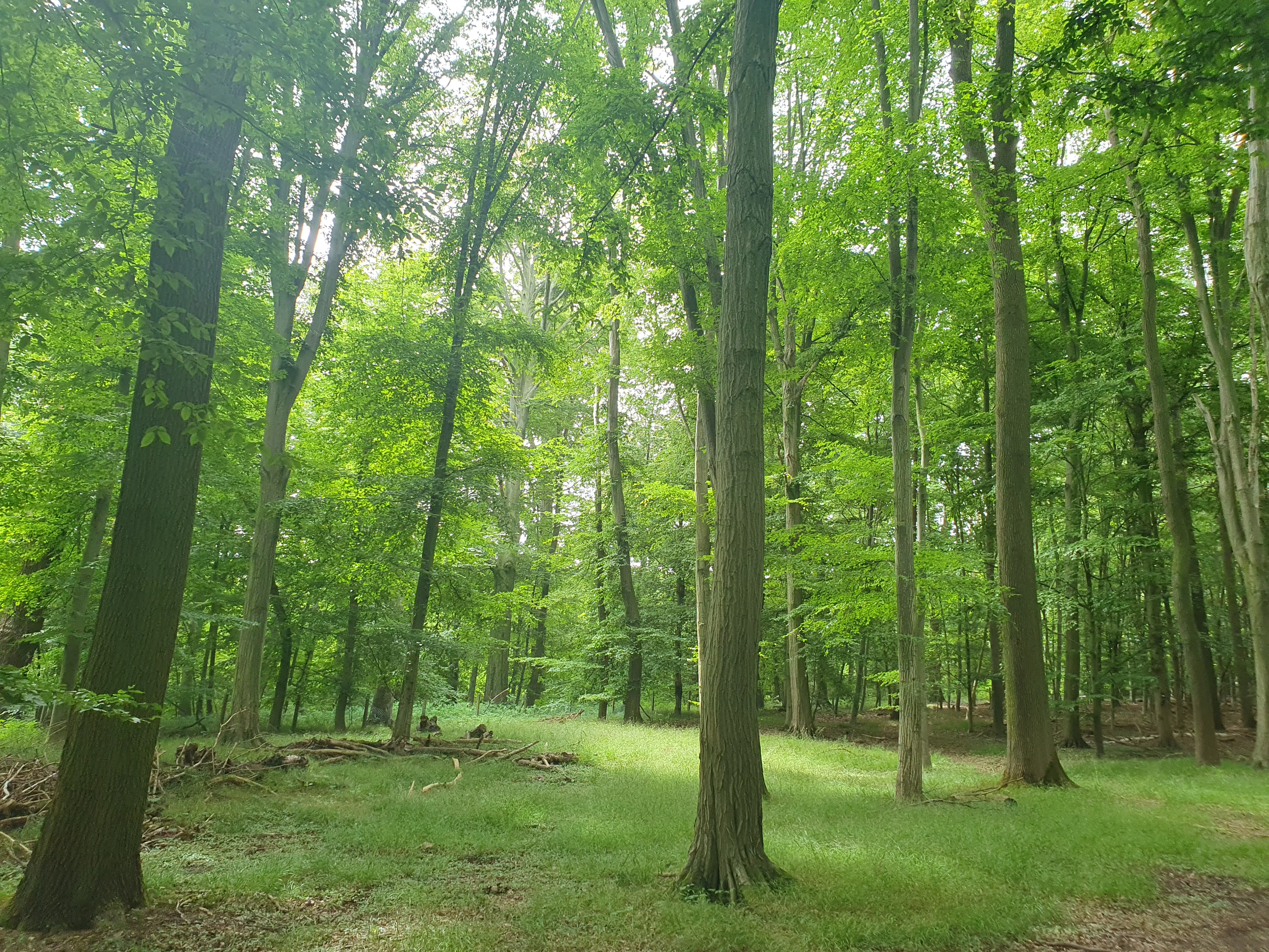 A bright green forest scene featuring tall, straight tree trunks with thick foliage and a grassy forest floor.