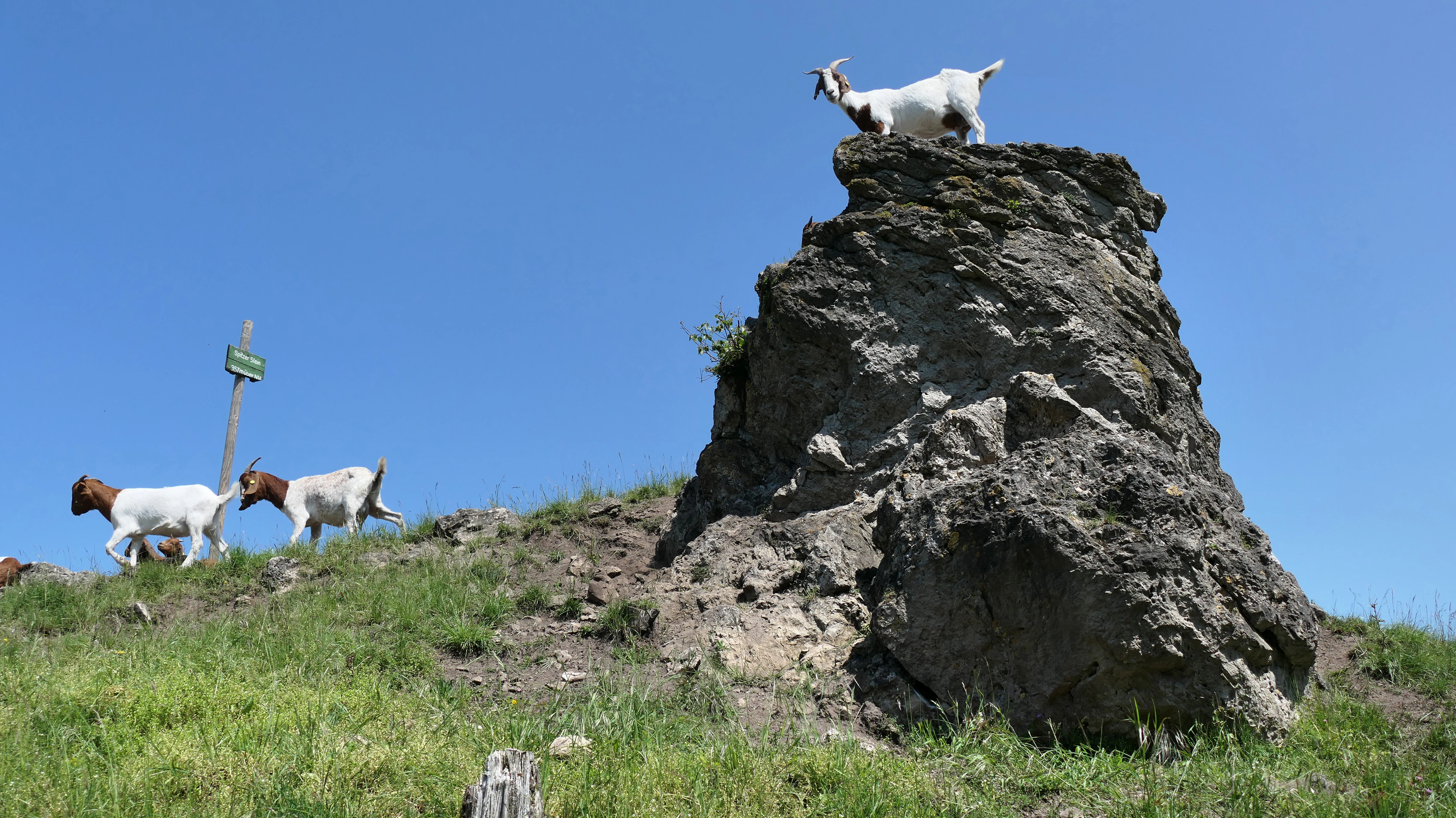 A white goat stands on top of a jagged dolomite rock, while two other goats graze on the grassy slope below, all under a clear blue sky.