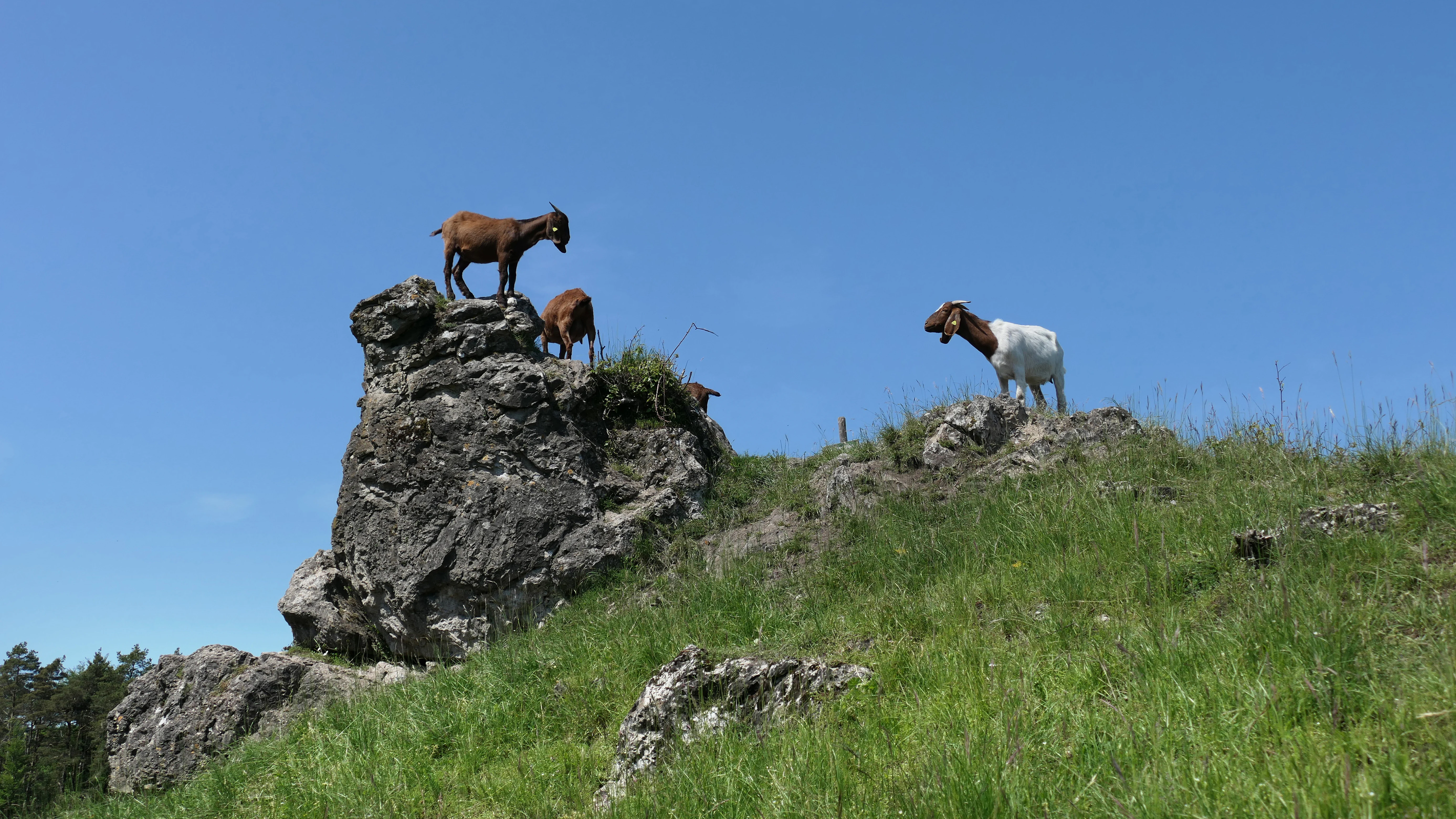 A group of goats standing on and near prominent rocky outcrops in a grassy landscape under a clear blue sky.