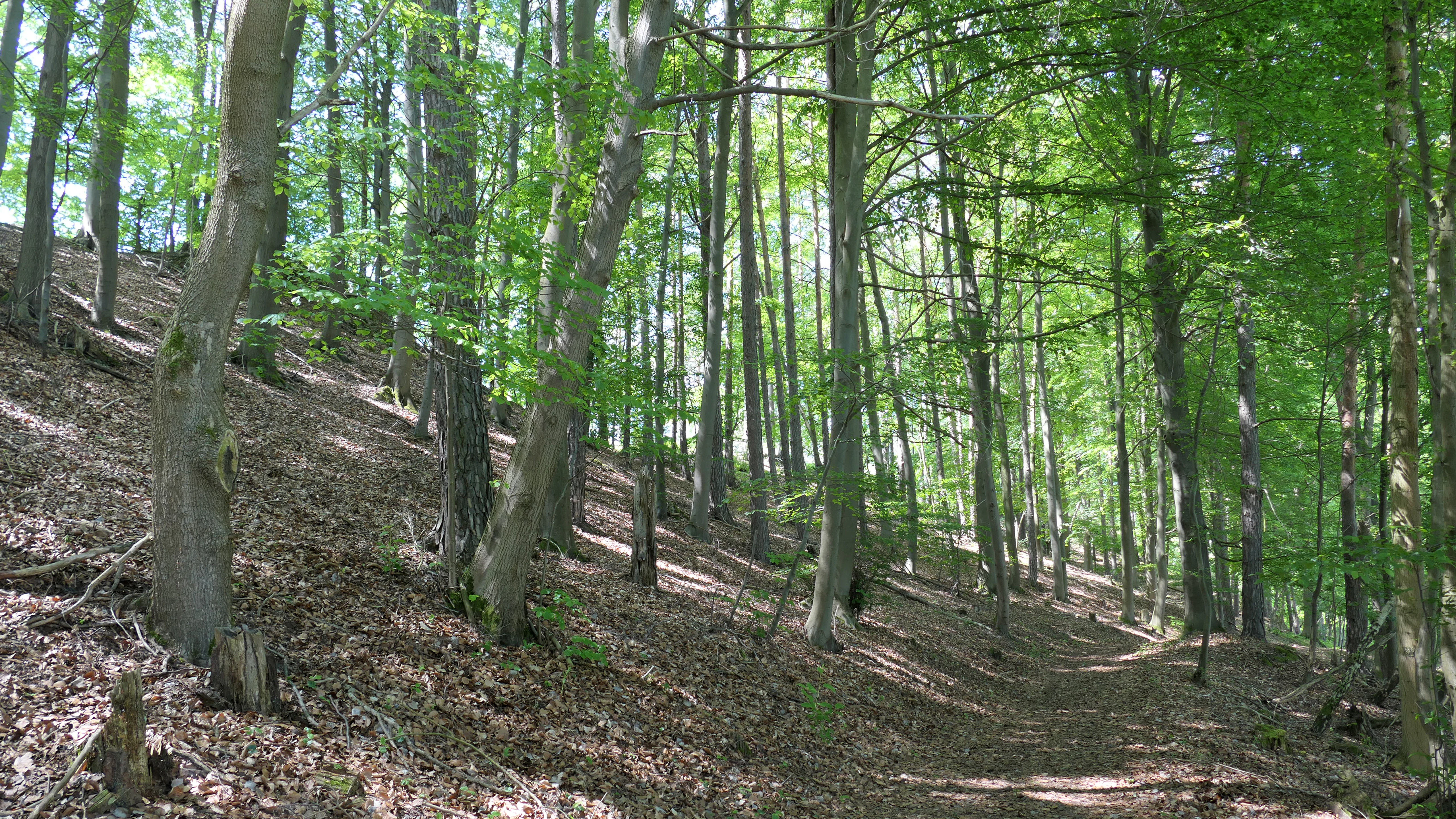 A path leads through a dense, green deciduous forest with a sloped, leaf-covered ground in the Hasenwinkel nature reserve.