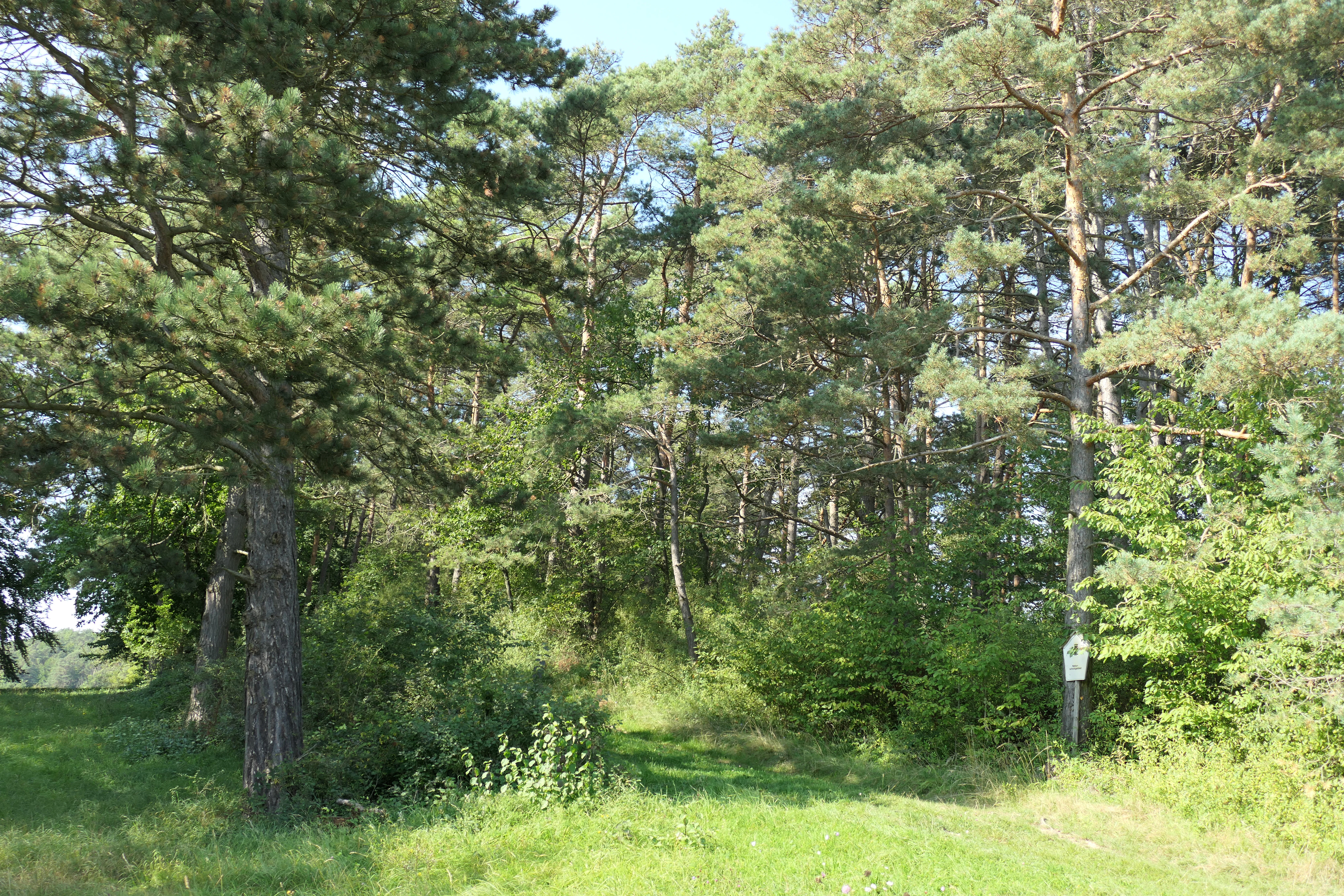 A grove of pine trees with grassy ground and a small nature reserve sign attached to a tree trunk.