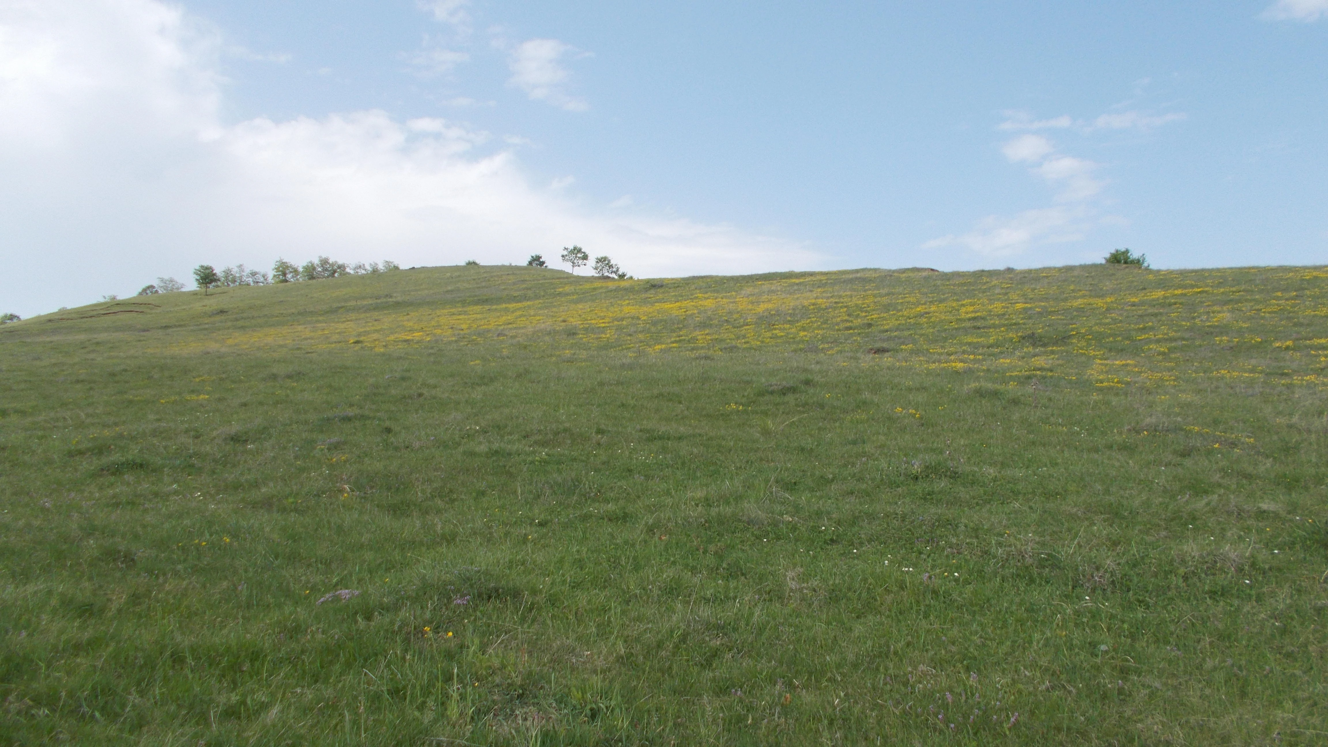 Grassy field with yellow wildflowers extending to a hilltop with scattered trees under a blue sky with clouds