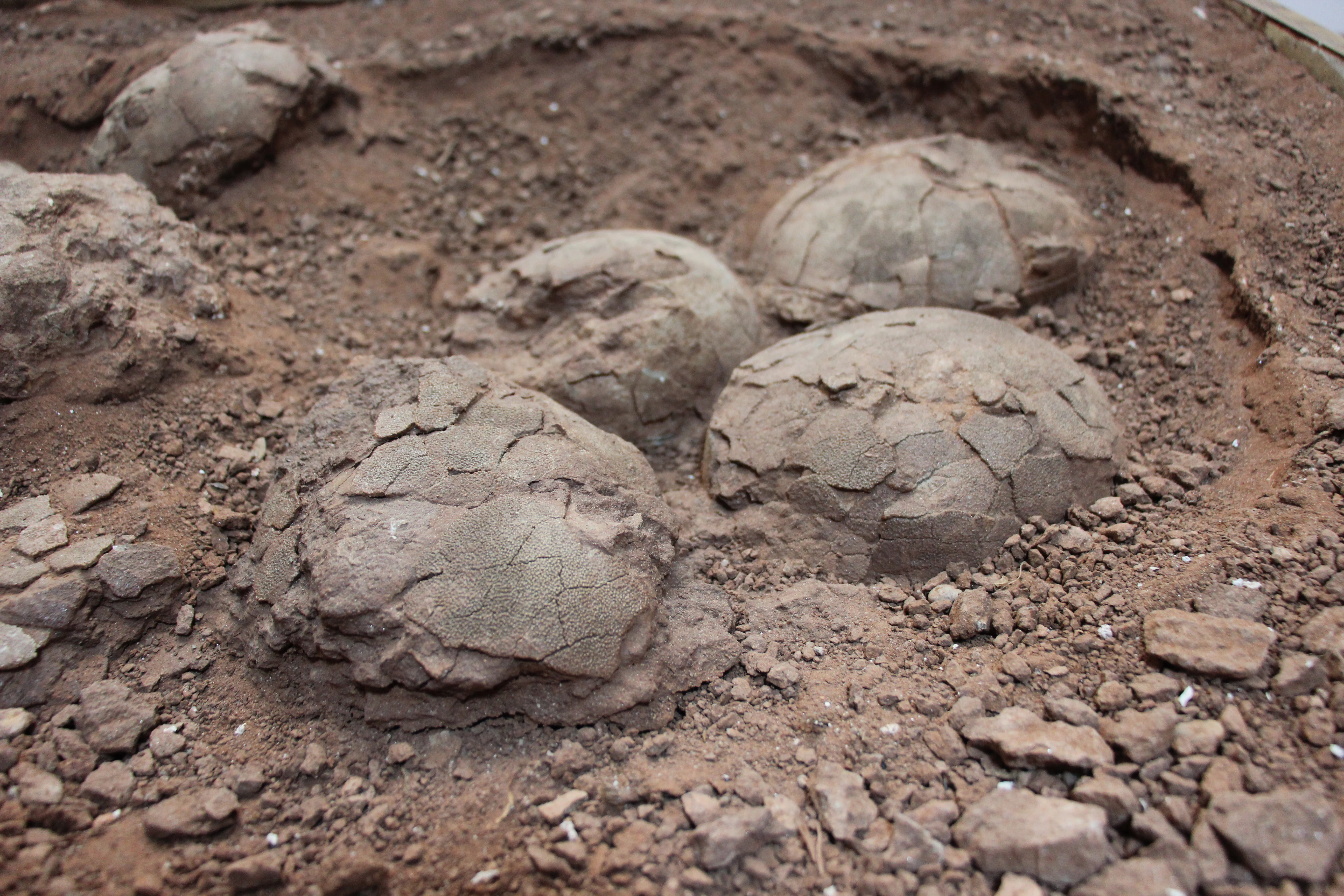 Close-up of fossilized egg shells and nest structure in a dirt excavation site