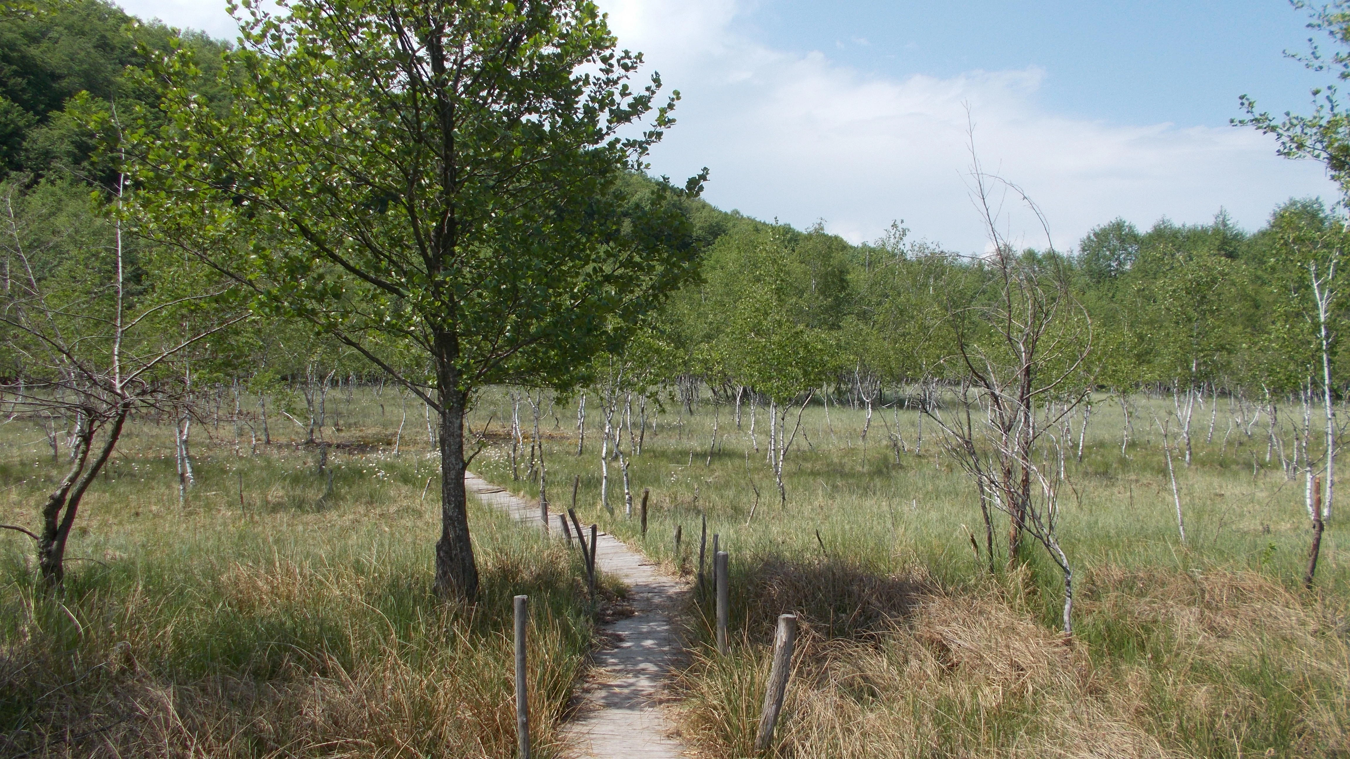 Boardwalk trail winding through a grassy wetland with scattered trees and distant forest under a partly cloudy sky