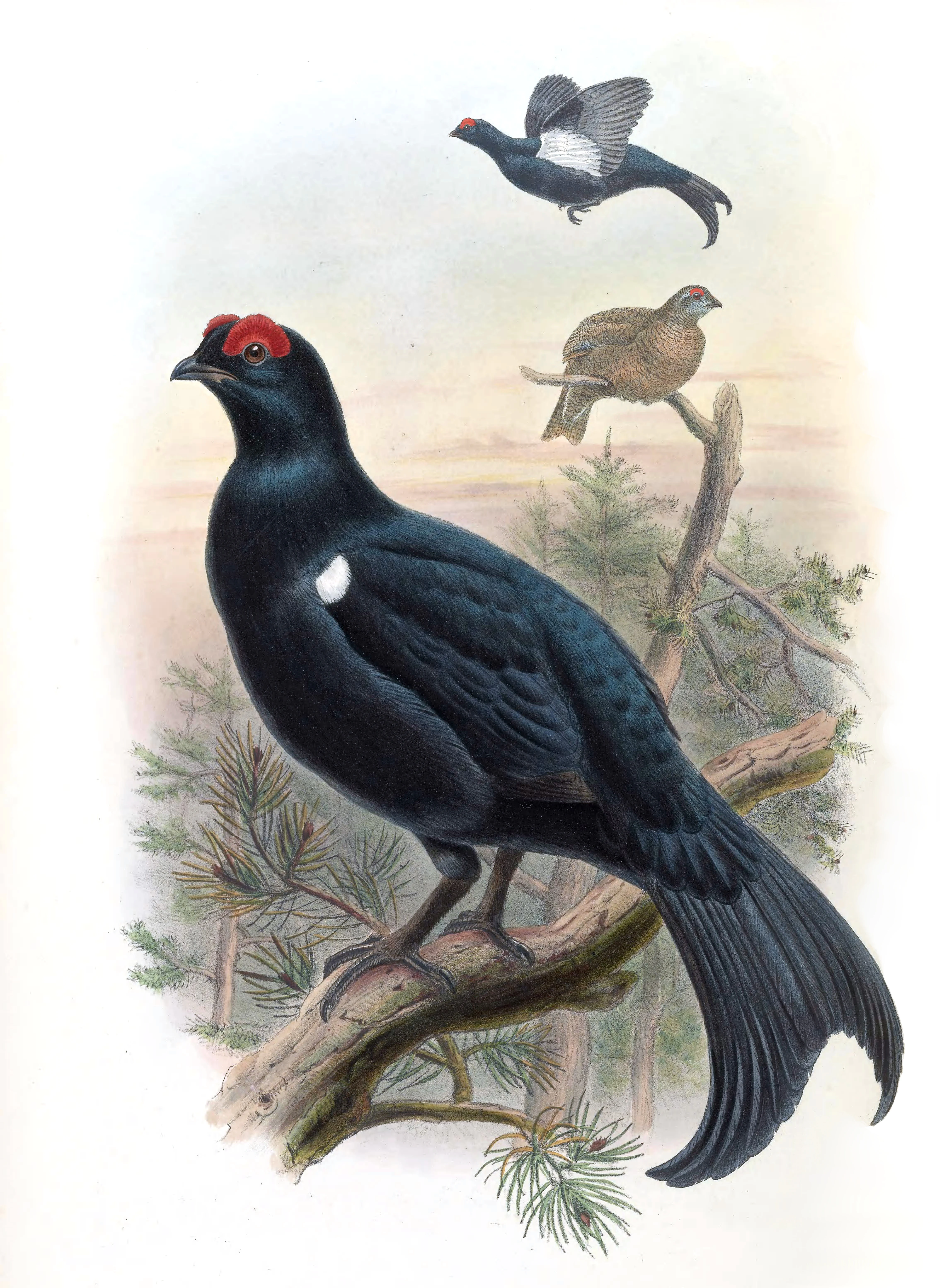 Illustration of a black grouse with red head patch perched on a branch, another bird in flight, and pine trees in background