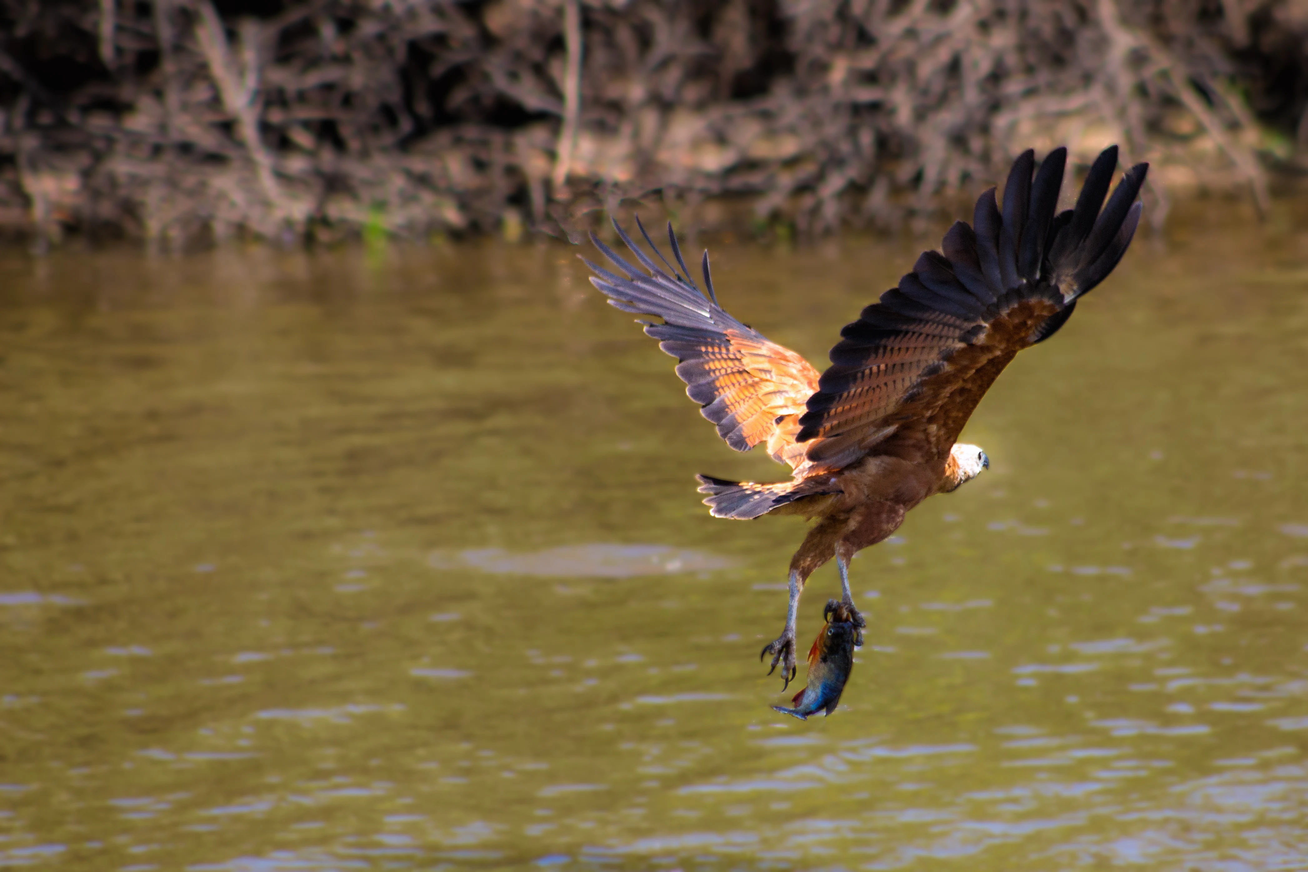 A black-collared hawk with brown plumage and a white head in flight over murky water, carrying a fish in its talons.