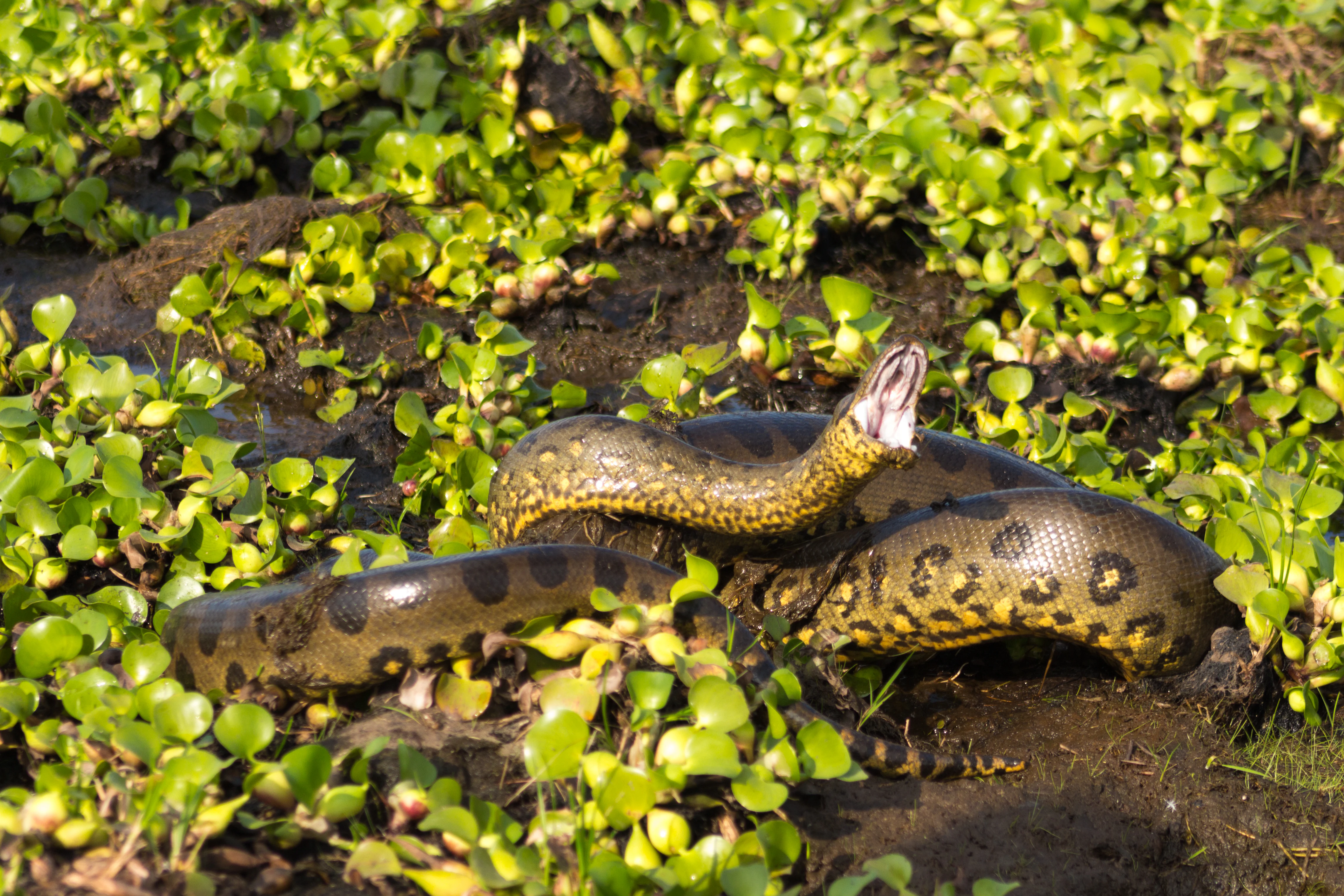 A large green anaconda with its mouth partially open, resting among dense green aquatic vegetation on wet soil.