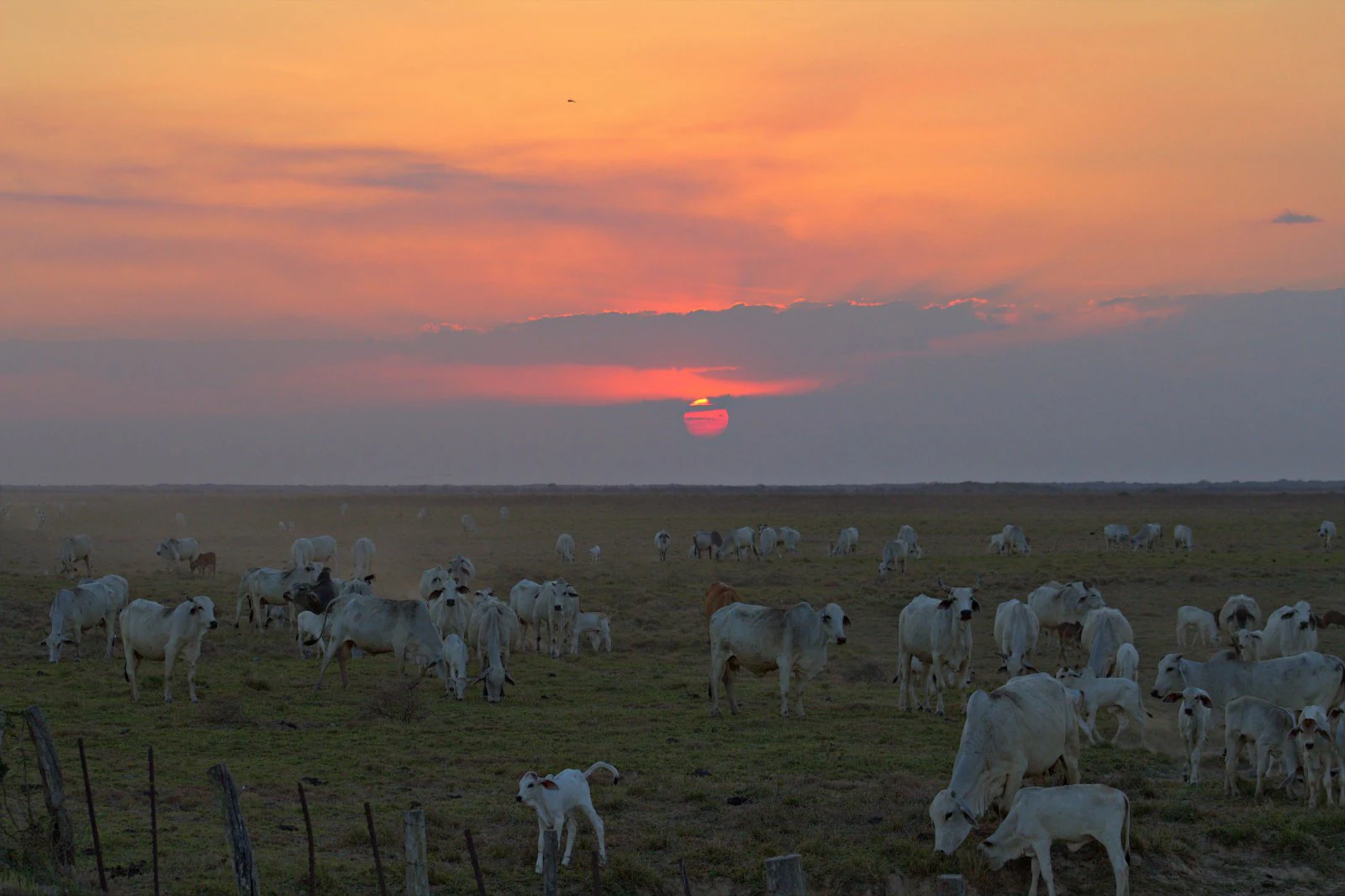 A wide, flat grassland landscape at sunset with a large herd of cattle grazing in the foreground and a warm, orange-toned sky.