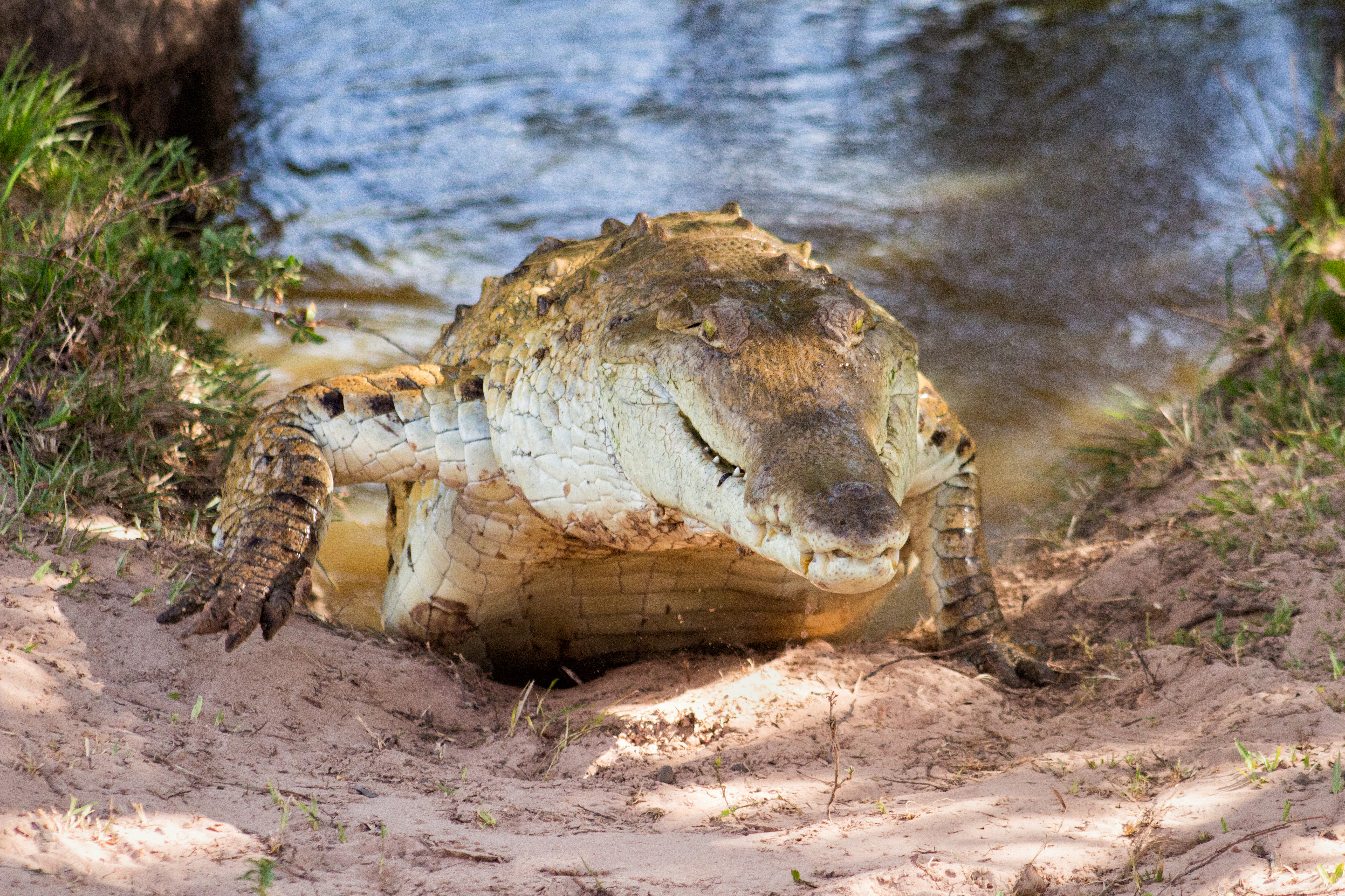 A large Orinoco crocodile resting on a sandy bank partially emerging from shallow water.
