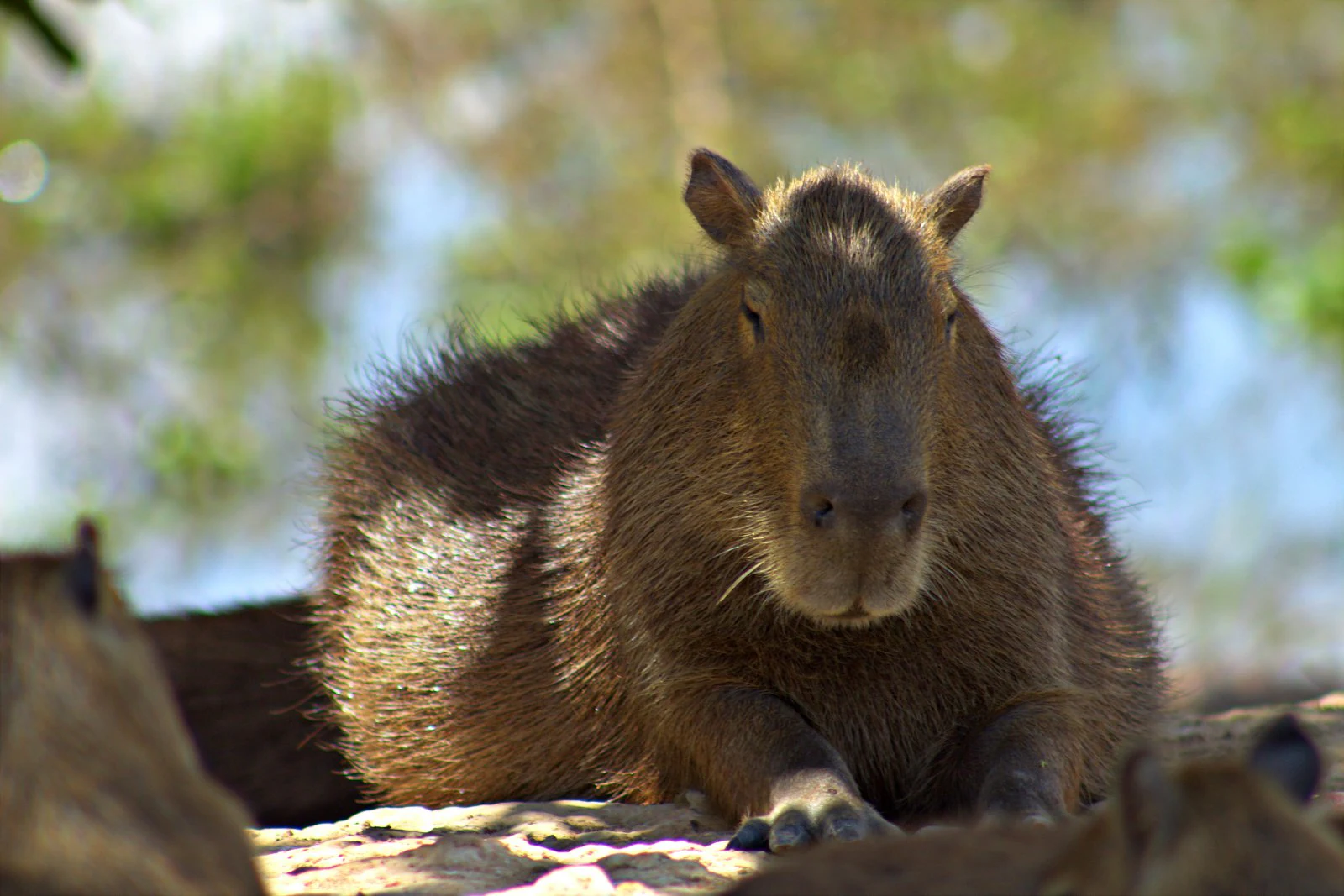 A close-up shot of a capybara resting on the ground with its head facing forward, positioned in a natural environment with blurred green and blue tones in the background.