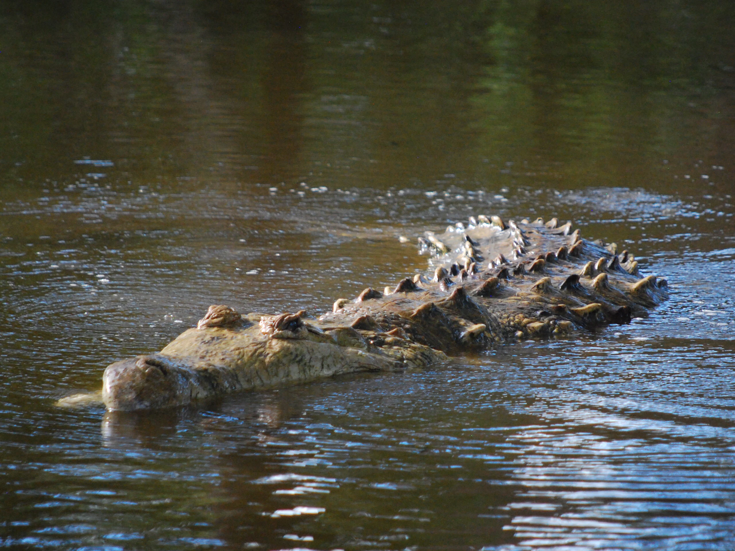 A large Orinoco crocodile with prominent dorsal scales partially submerged in dark, calm water.