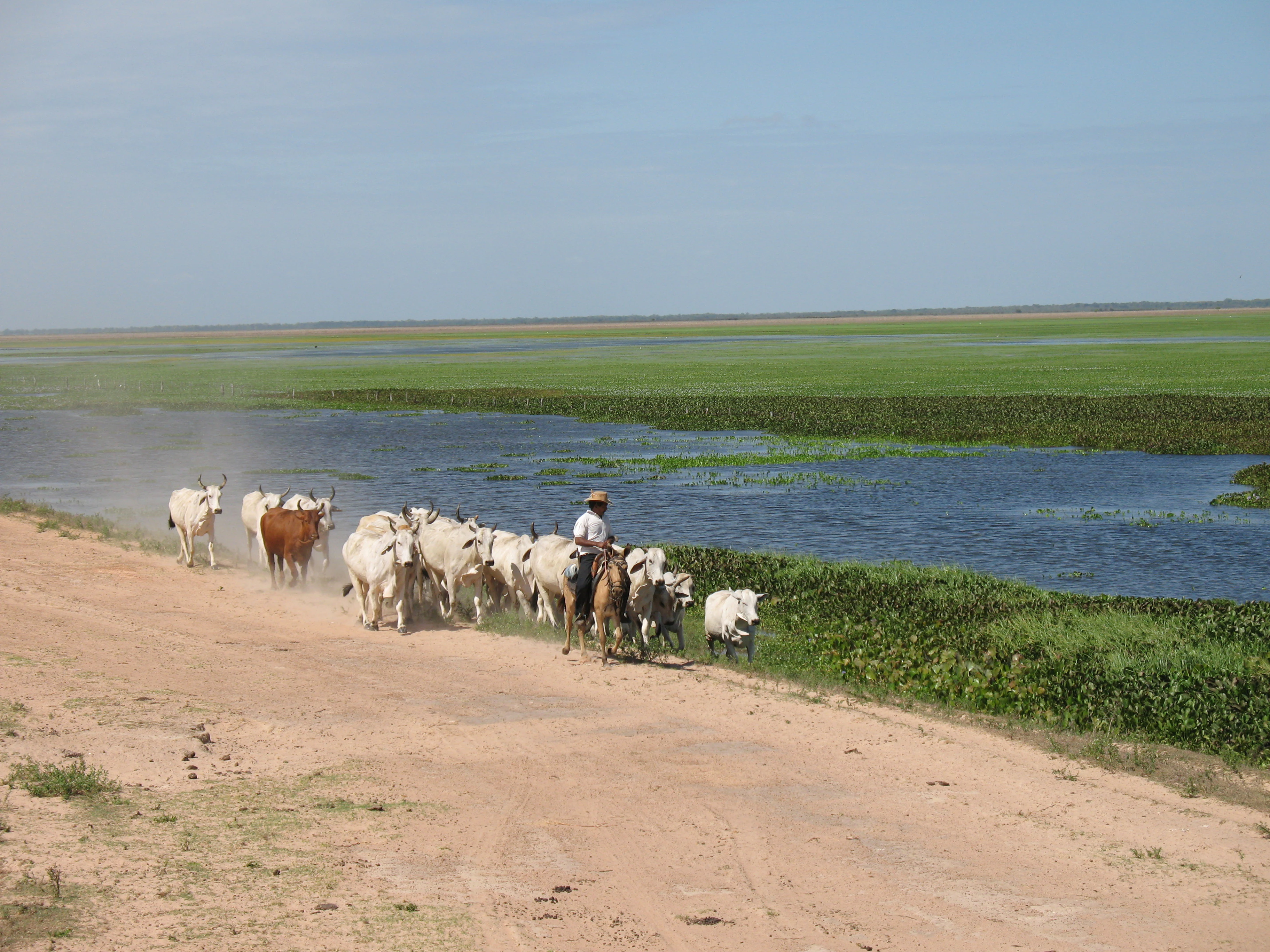 A llanero on horseback drives a small herd of white and brown cattle along a dusty, unpaved road running parallel to a lush, water-filled wetland landscape.
