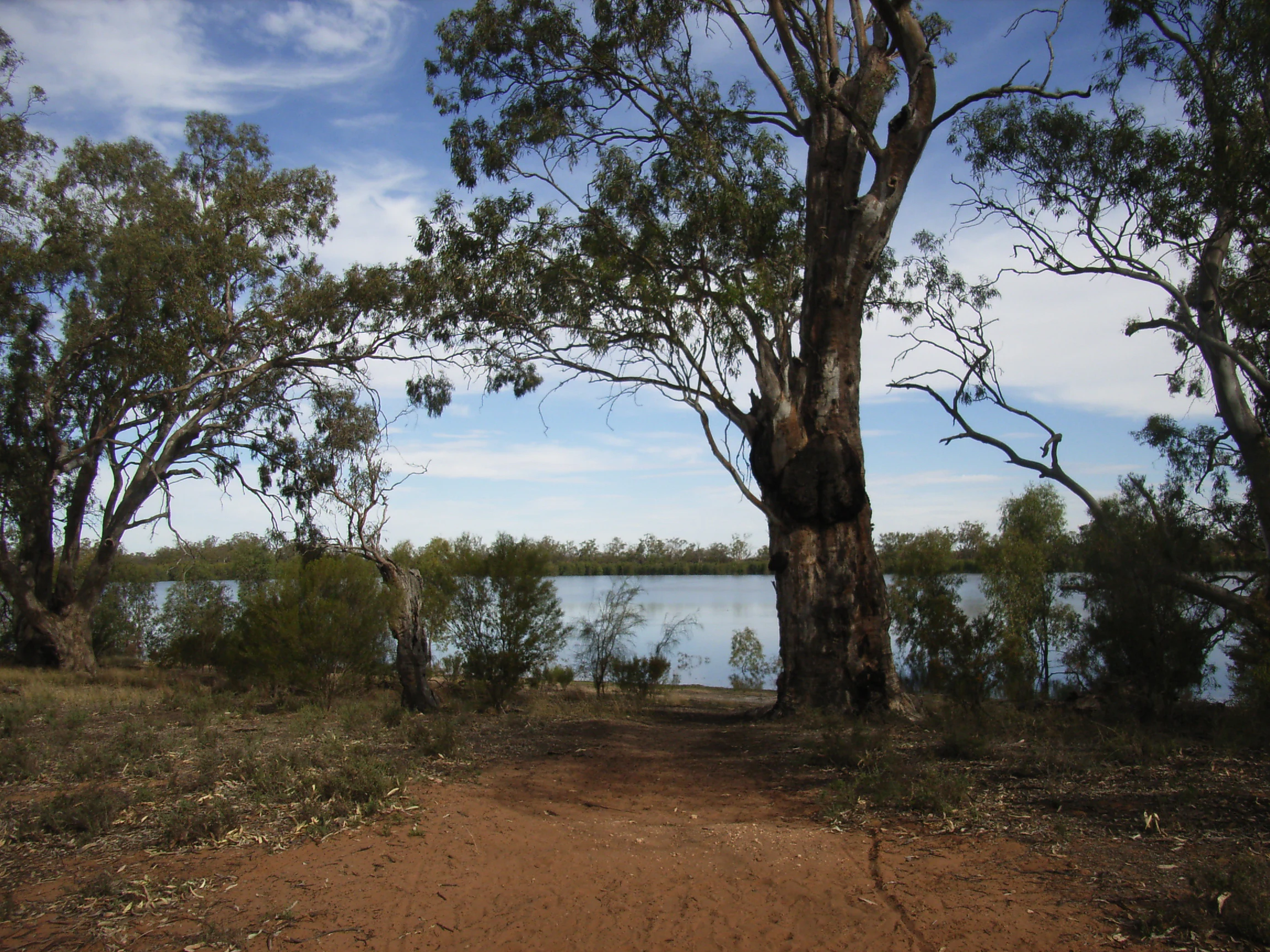 A calm lake viewed from a dirt clearing surrounded by large eucalyptus trees with gnarled trunks.