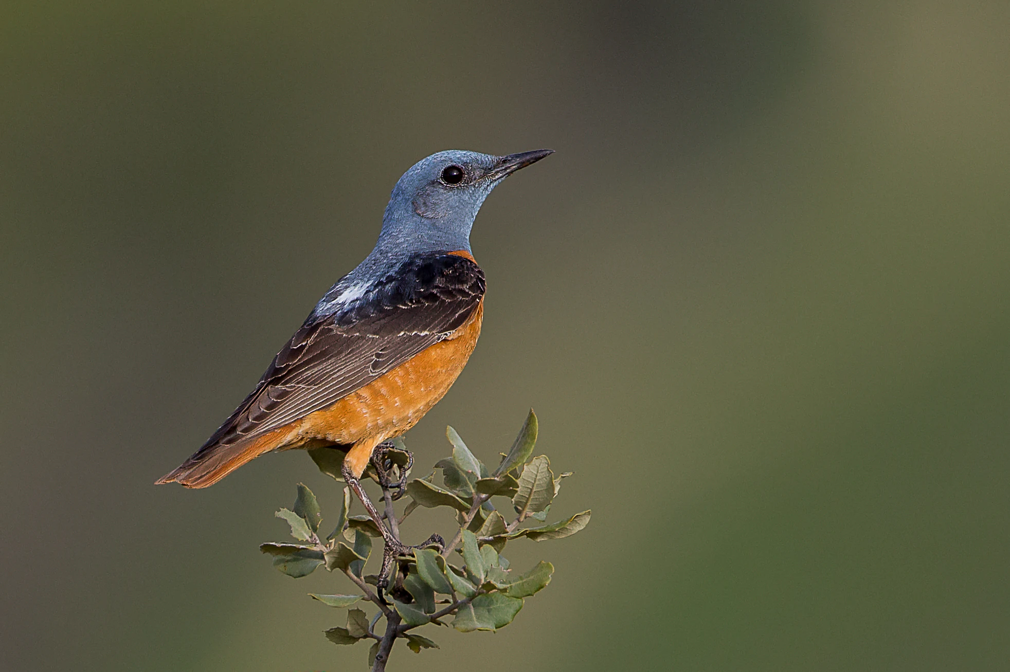 A male rufous-tailed rock thrush with a blue-grey head and bright orange underparts perched on a small shrub against a blurred green background.