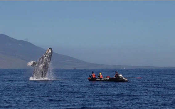 A humpback whale breaching out of the ocean water near a small black motorboat occupied by three people wearing life jackets.