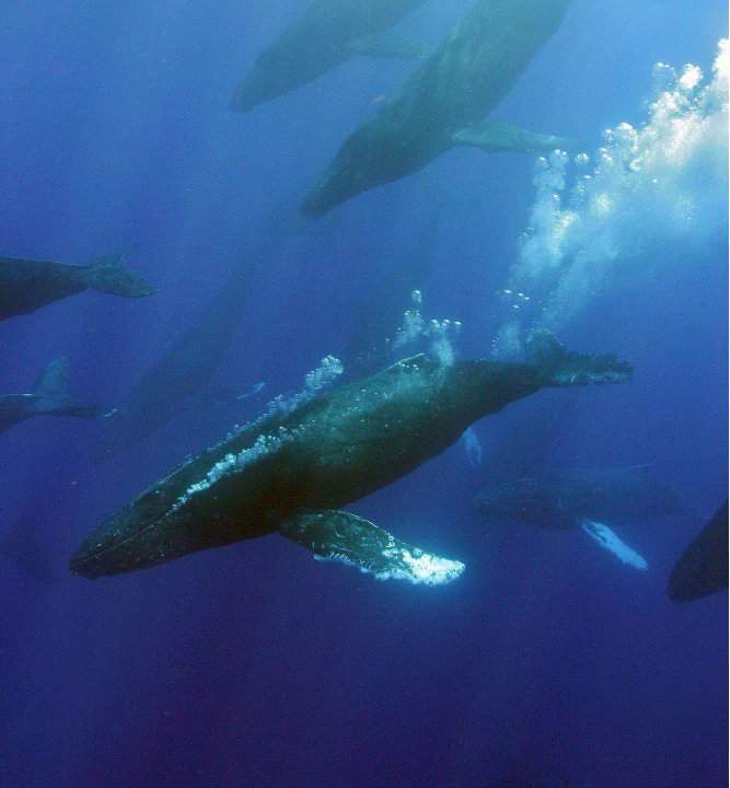 Underwater view of several humpback whales swimming in deep blue water with air bubbles rising toward the surface.