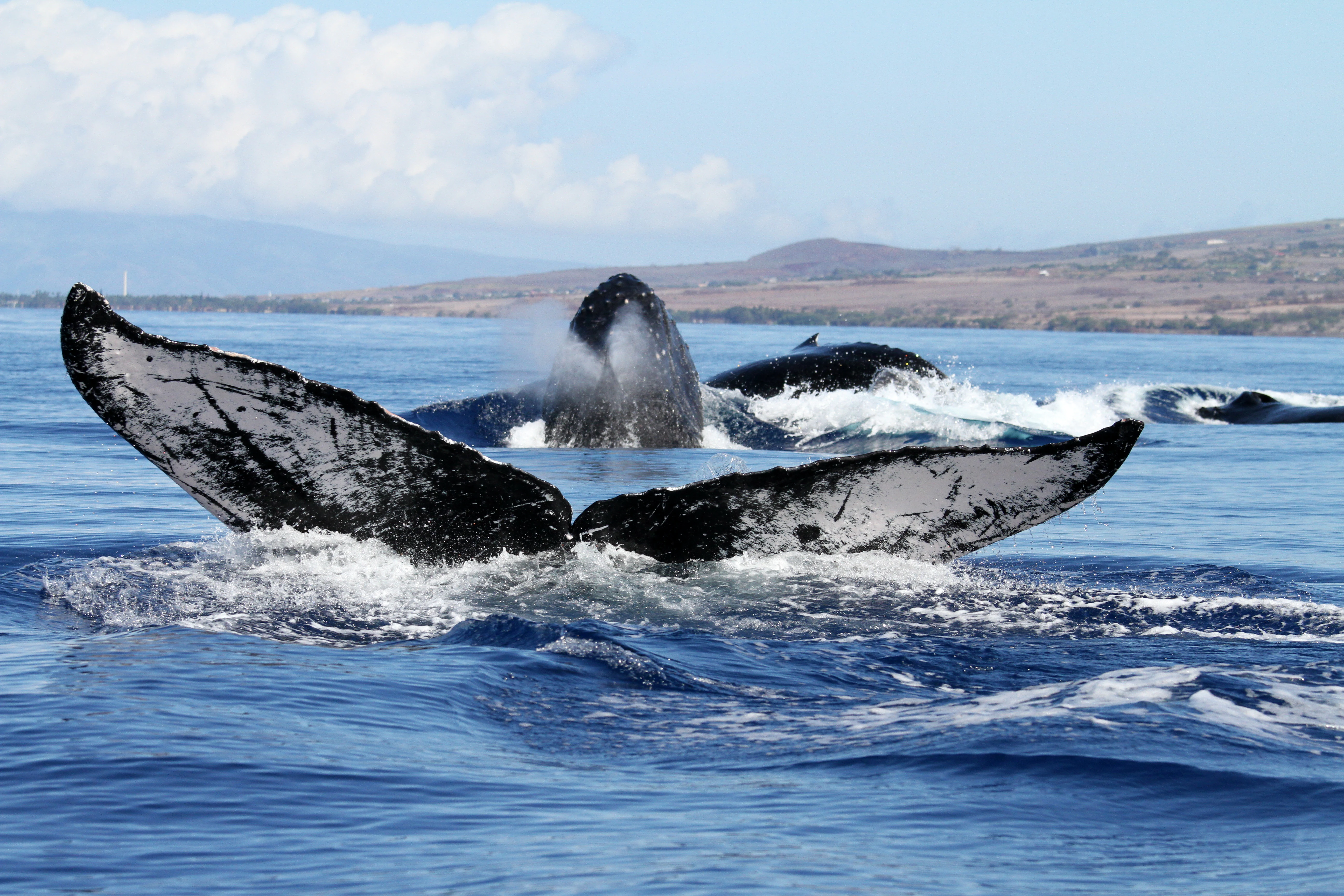 A humpback whale tail fluke rises out of the blue ocean water with other whale parts surfacing nearby; a coastal shoreline is visible in the background under a blue sky.