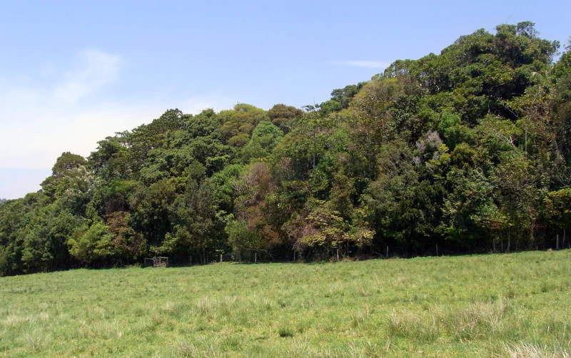 A line of dense subtropical rainforest trees rising above a foreground of open green pasture.