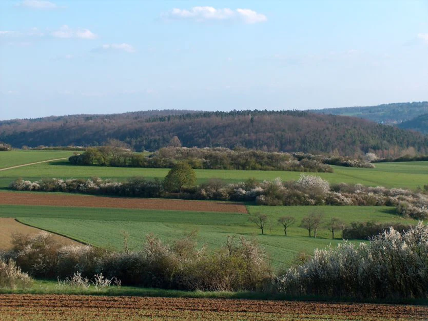 A rural landscape view featuring green meadows and cultivated fields divided by flowering hedgerows, with a forested hill in the background under a blue sky.