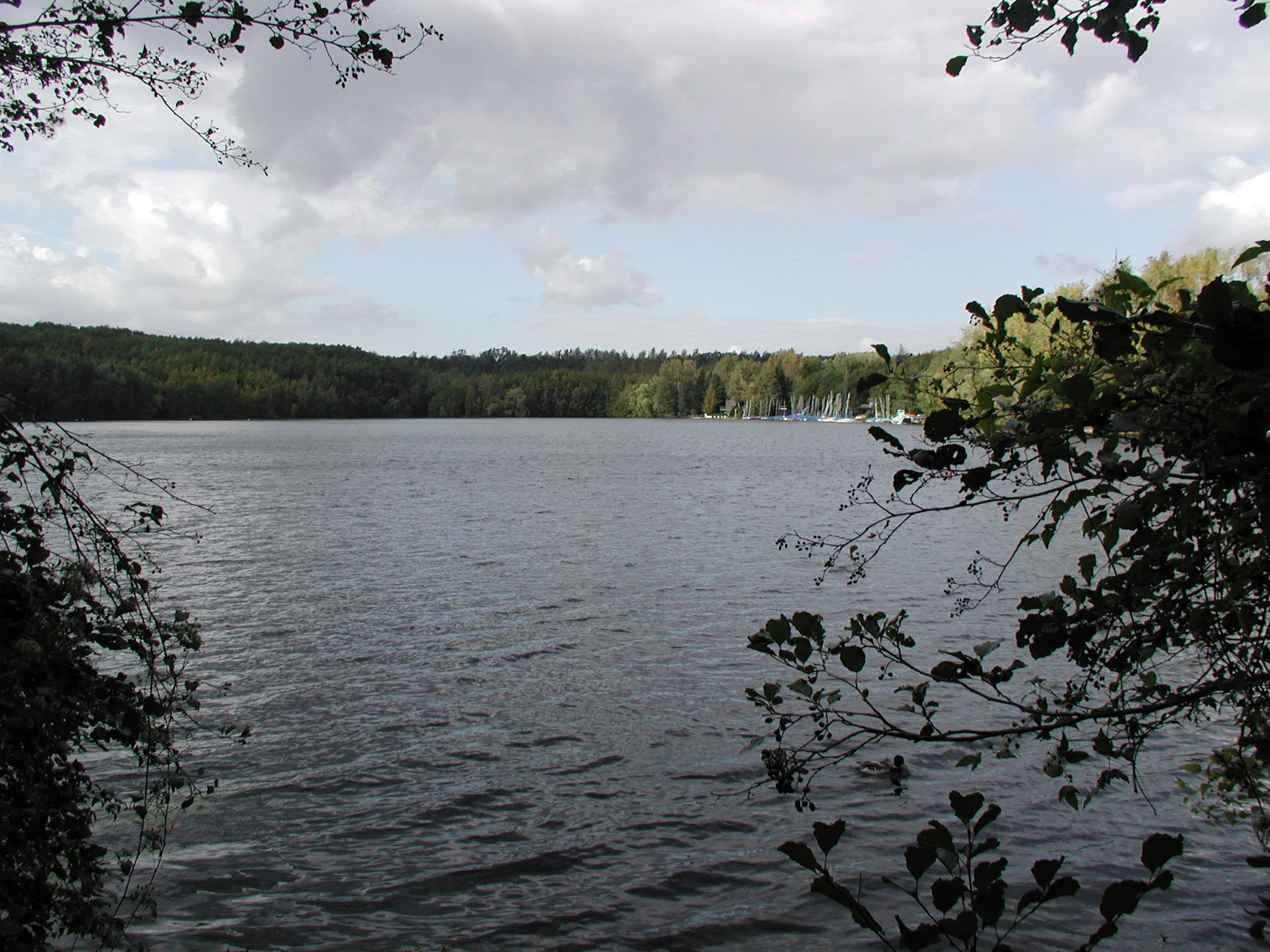 A wide view across a large lake surrounded by a dense forest on the far shore, framed by overhanging branches in the foreground.