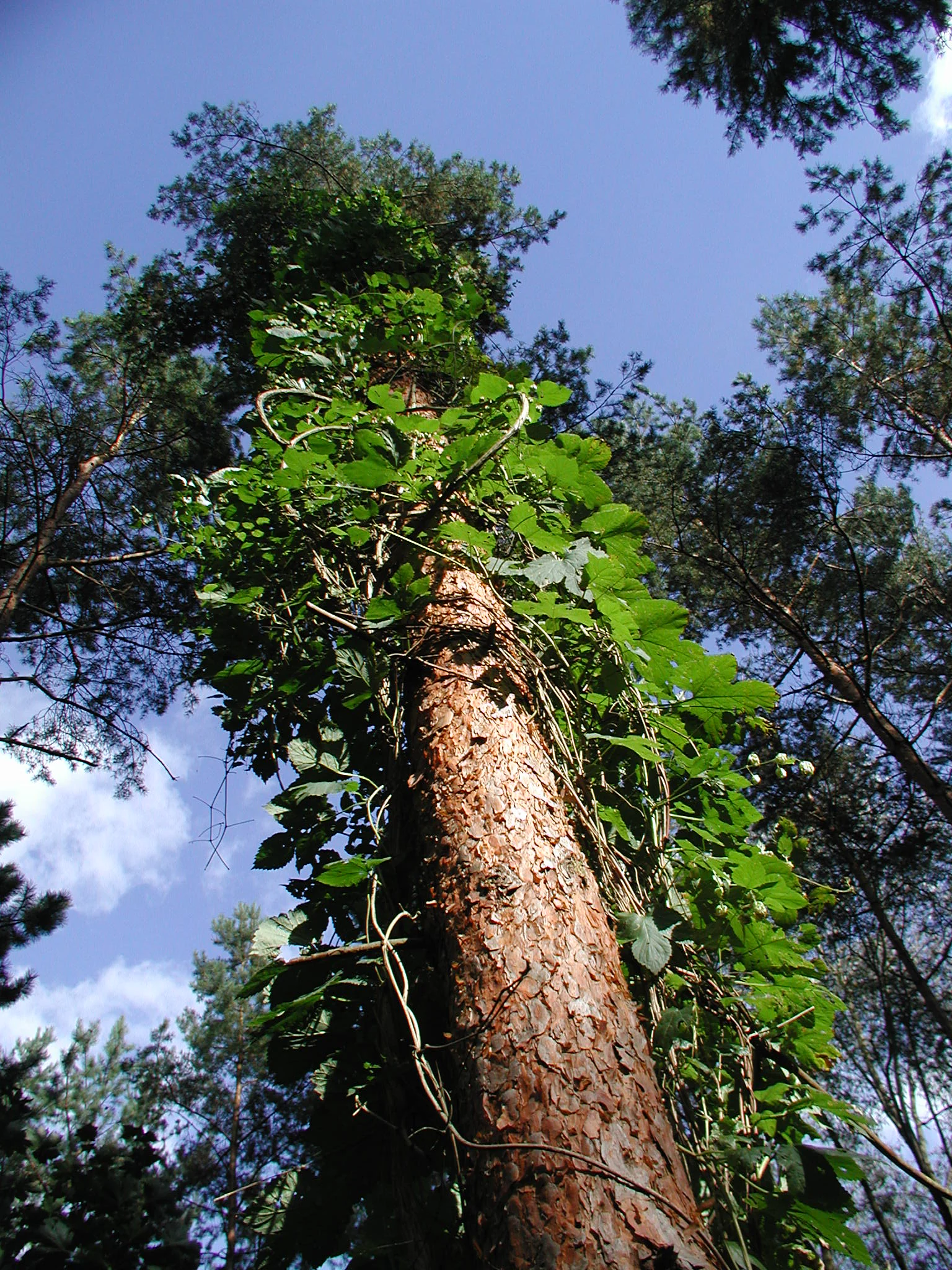 A low-angle upward shot of a mature pine tree trunk with rough, textured bark, spiraled by green climbing vines reaching toward the blue sky.