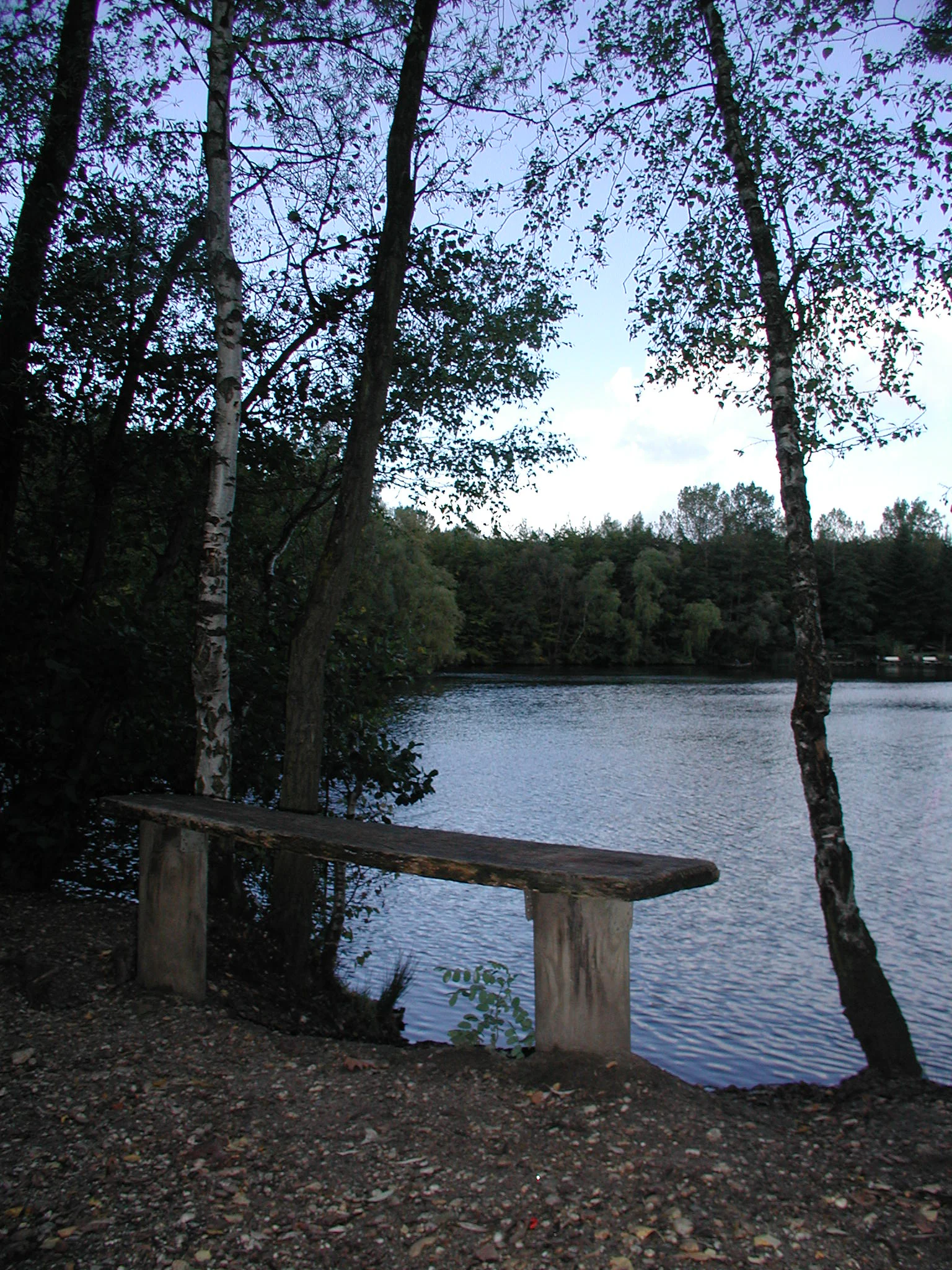 A simple wooden bench sits in the foreground, facing the calm water of Heider Bergsee, surrounded by slender birch trees.