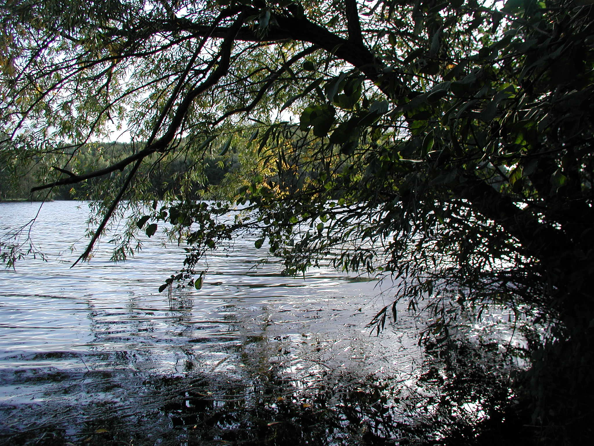 A view across the water of Heider Bergsee, framed by low-hanging branches and dense foliage in the foreground.