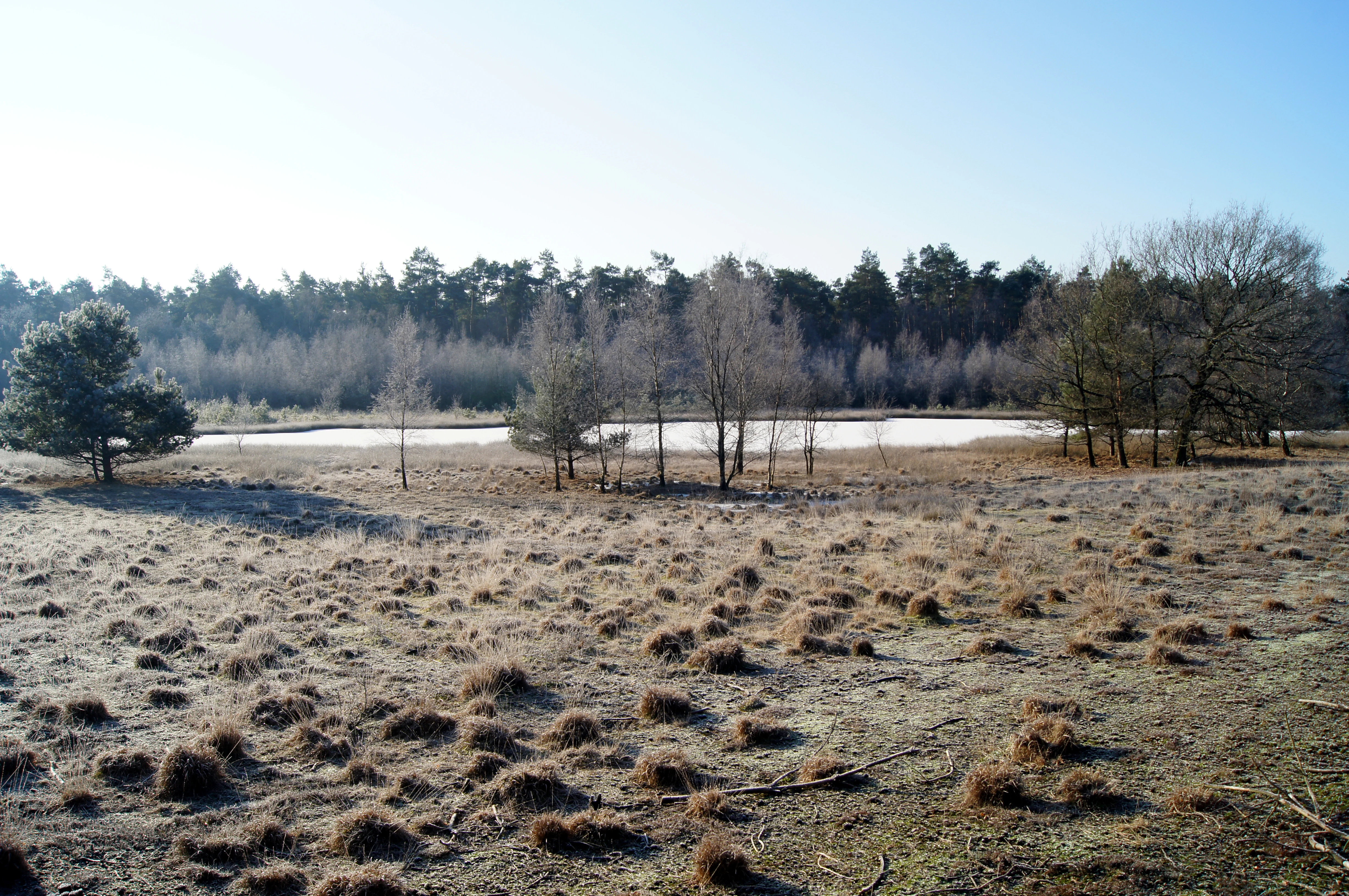 A wide, eye level shot of the Heidesee nature reserve in winter, featuring a frozen moor pond in the middle distance, surrounded by dormant heathland vegetation in the foreground and a line of bare trees in the background.