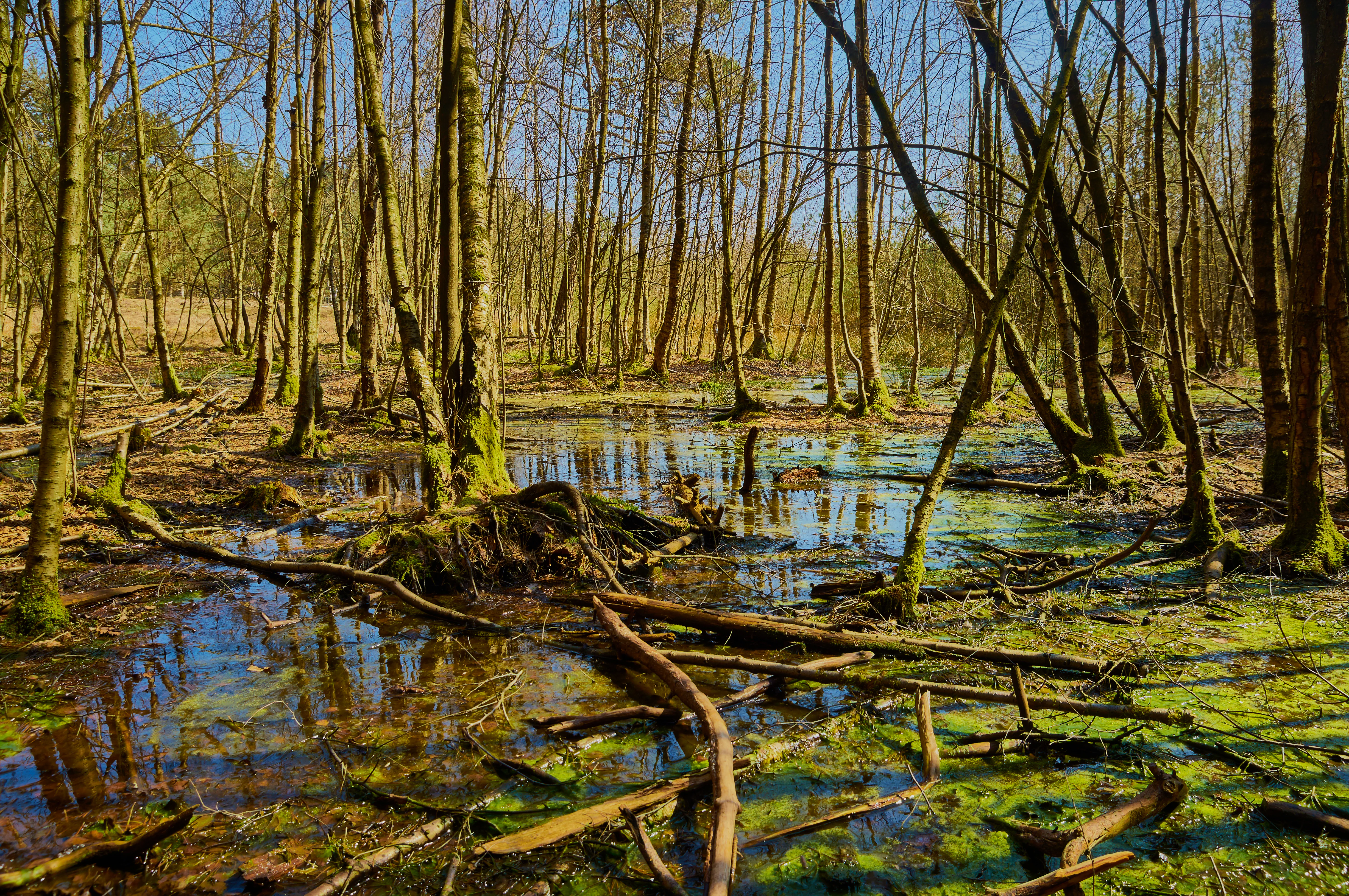 A swampy woodland scene with a shallow pond reflecting trees; mossy tree roots and fallen branches are visible in the foreground with a dense stand of slender trees in the background.