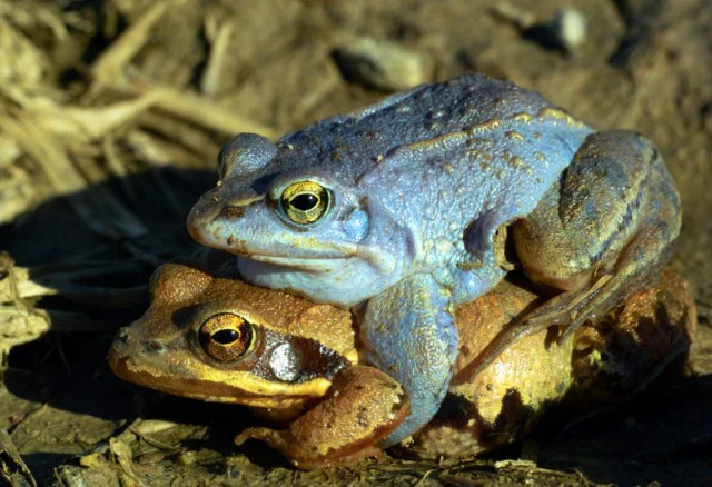 A blue male moor frog mating with a brownish female frog on dry, textured ground.