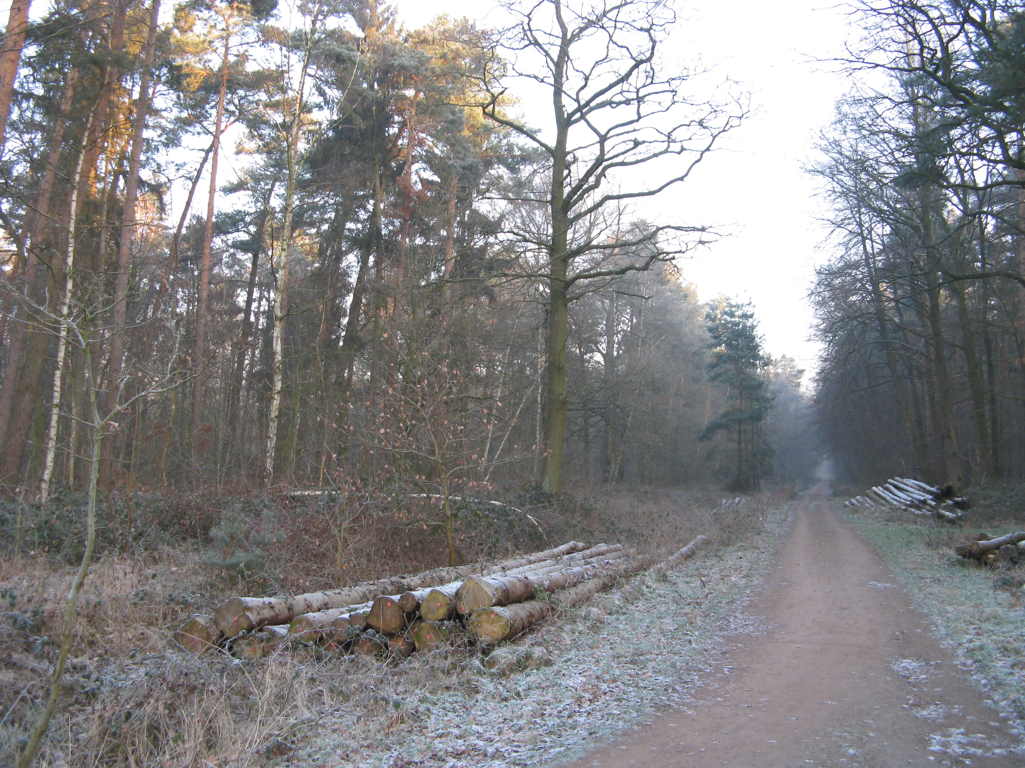 A dirt forest road winds through dense deciduous and coniferous trees on a cold morning with frost on the ground and stacks of cut logs in the foreground.