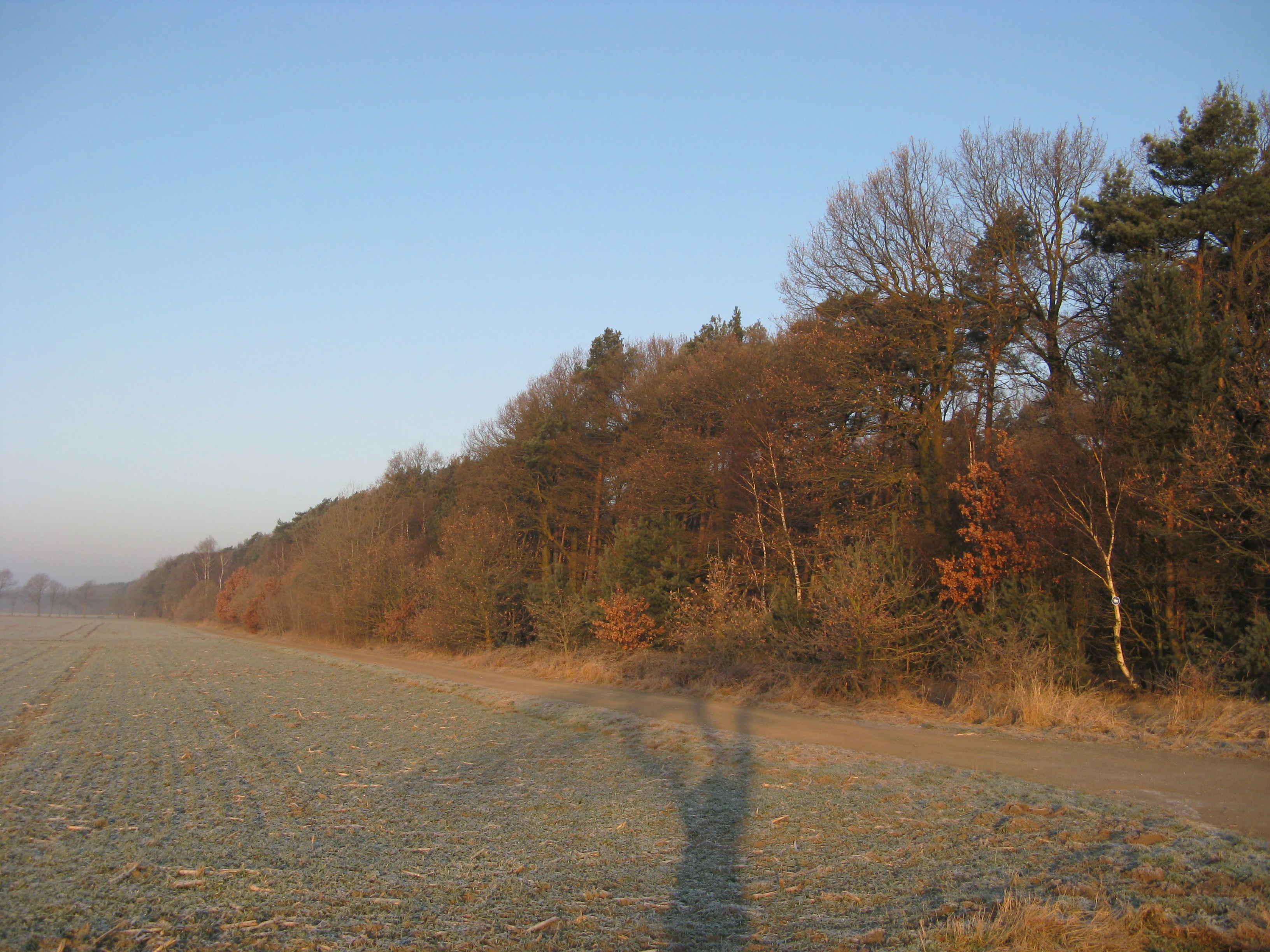 A wide view of a forest edge at the border of an open, frost-covered field in late autumn or winter.