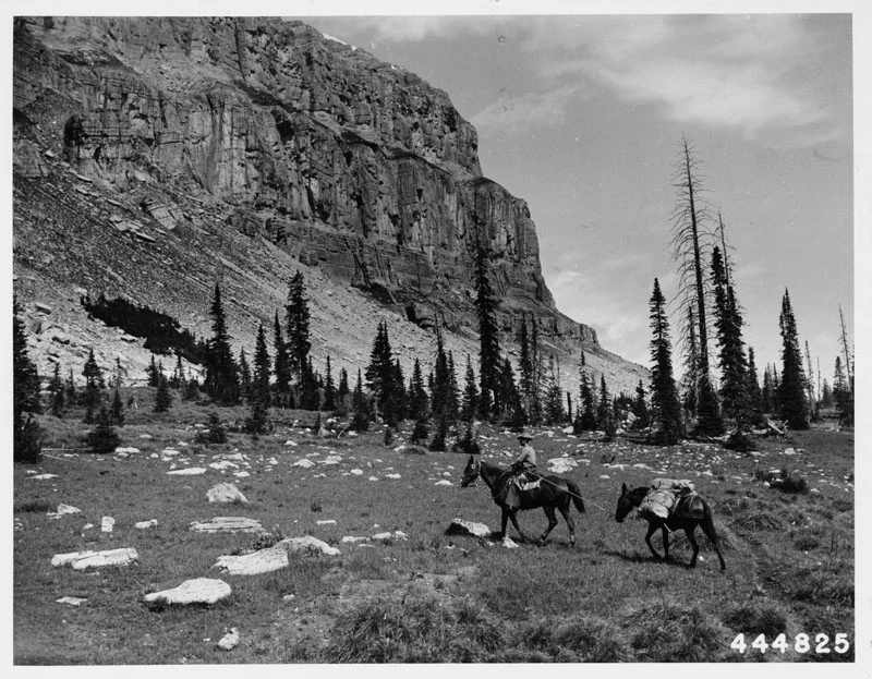 Black and white historical photograph of a person on horseback leading a pack mule through a mountain meadow at the base of a tall, vertical rock cliff.