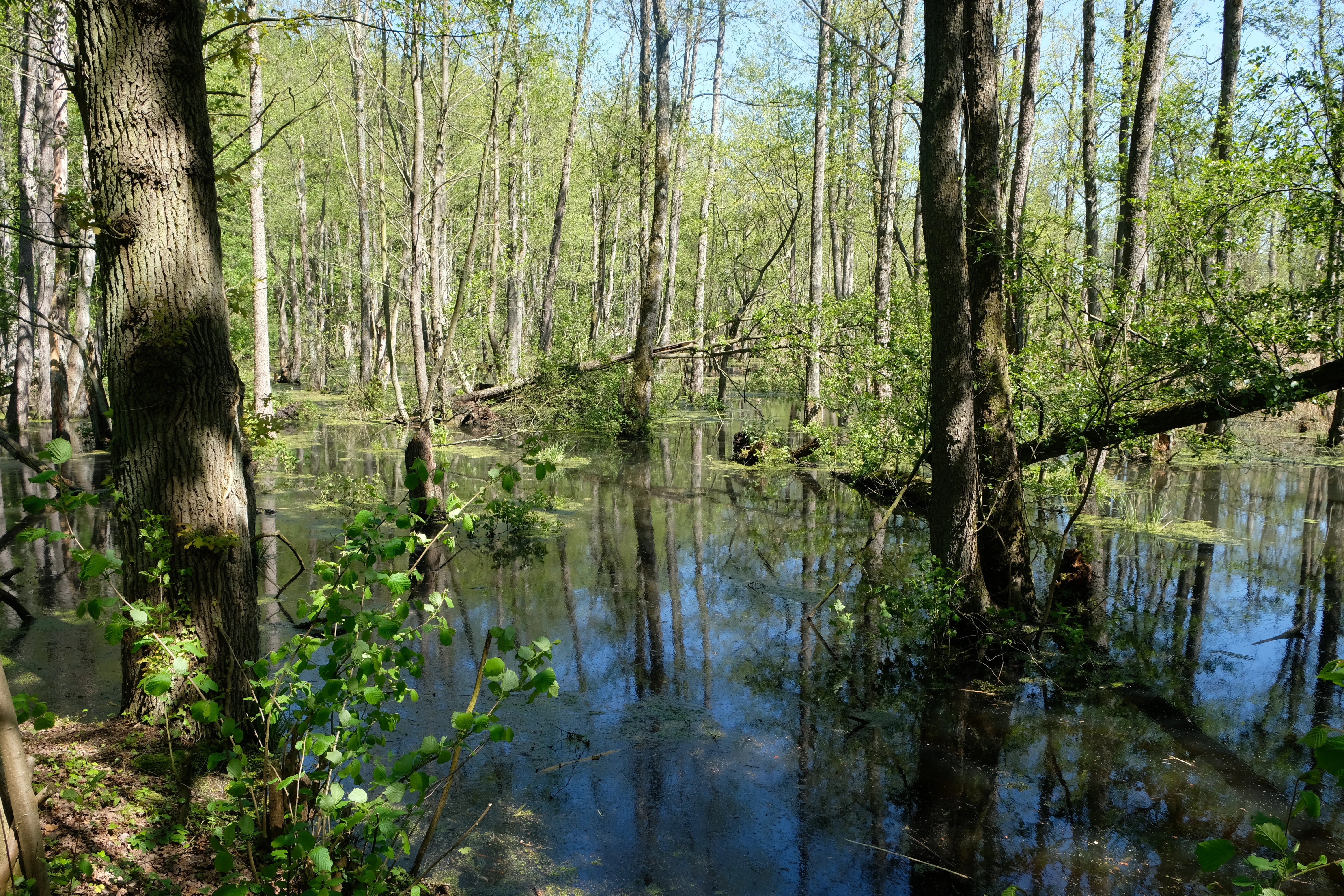 A swampy forest area with water flooding the forest floor, surrounded by mature trees with light green spring foliage.
