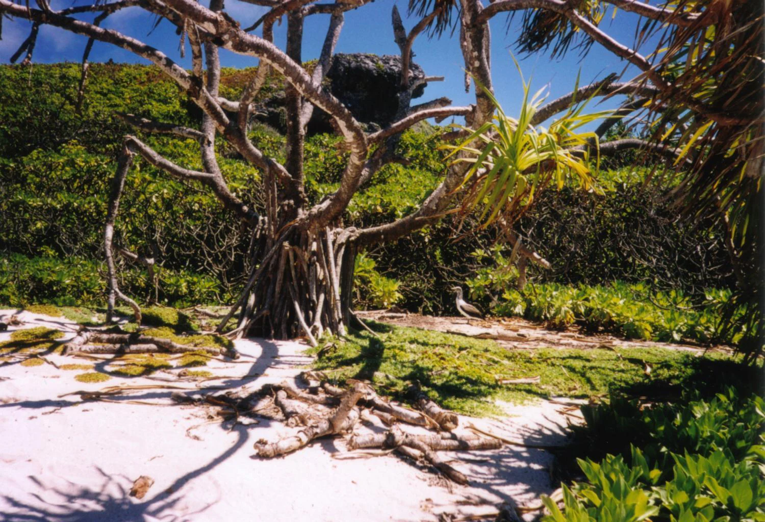 A coastal landscape on Henderson Island showing white sandy soil, exposed tree roots, dense green bushes, and a single bird near a tree trunk.
