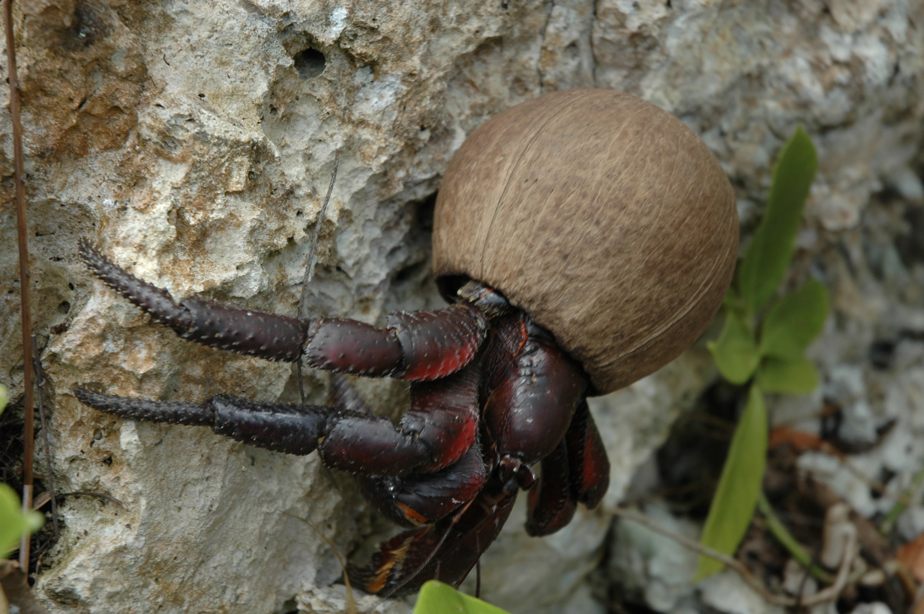 A close up view of a dark hermit crab with a large, round, brown coconut shell on its back, clinging to a rough, light-colored limestone rock surface.