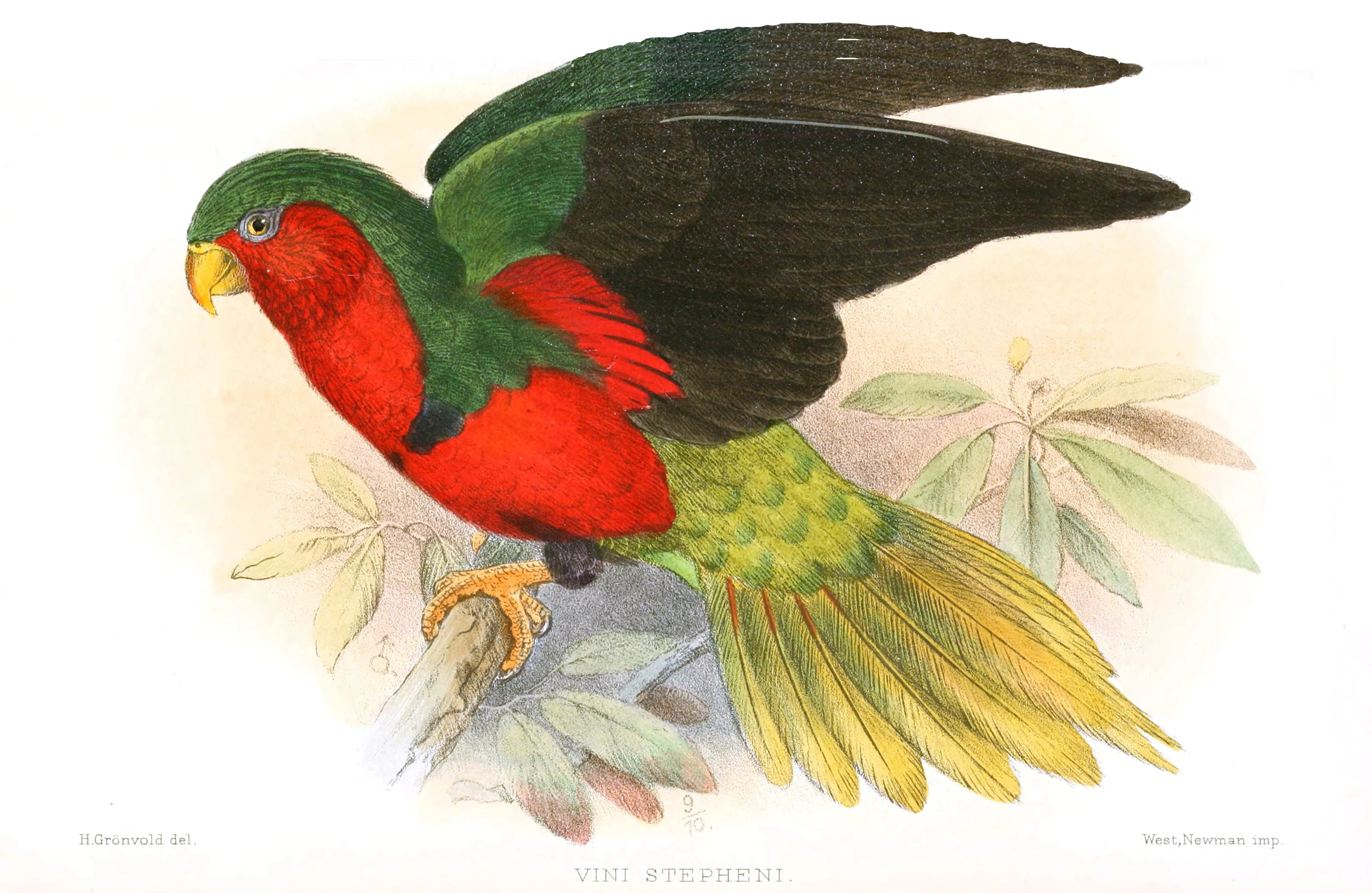 A vintage watercolor illustration of a Stephen's lorikeet perched on a branch, displaying its vibrant red chest, green head, dark wings, and yellowish-green tail feathers against a white background.